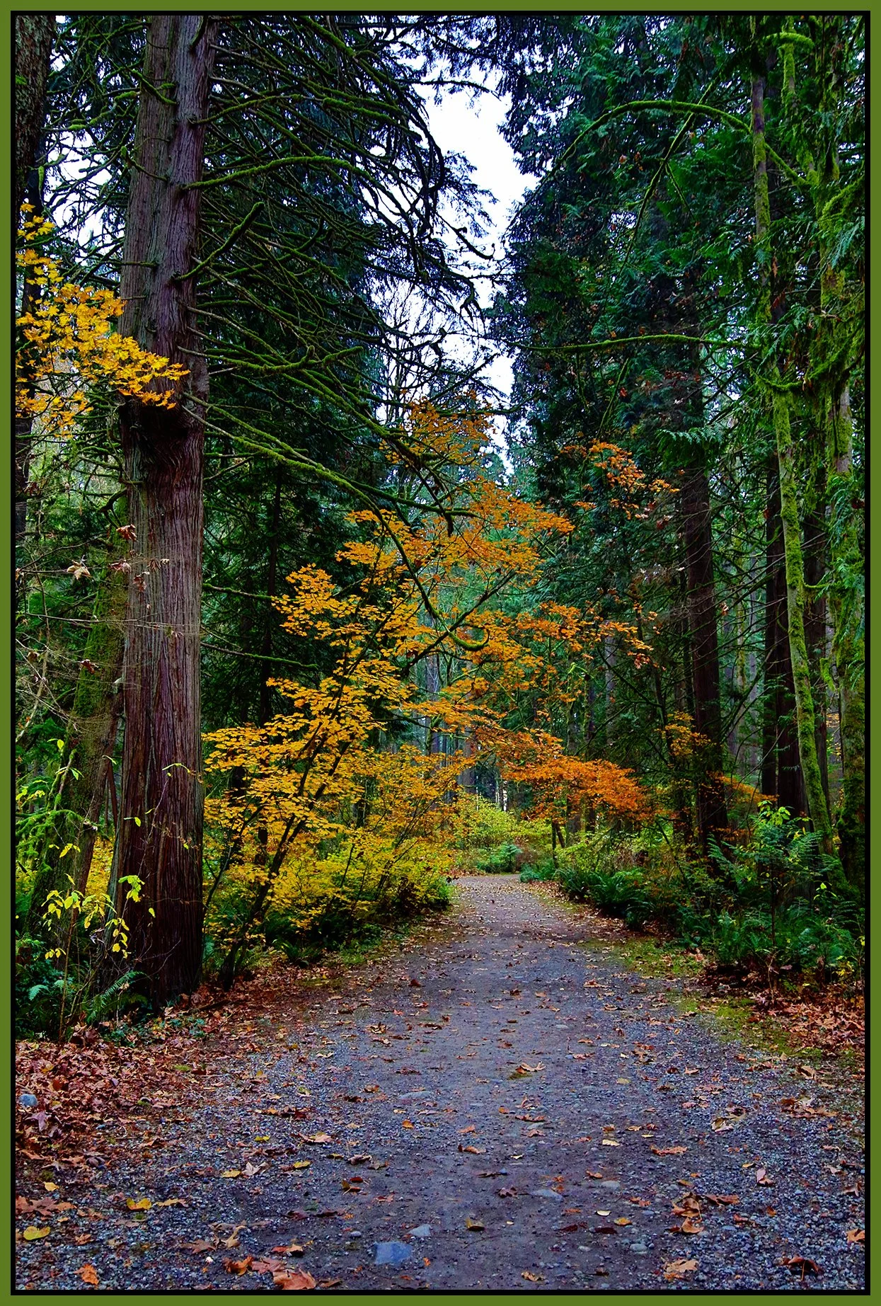 Poco Trees_Nov 20_2022_HDR_4H4810_pePop_4x6s.jpg