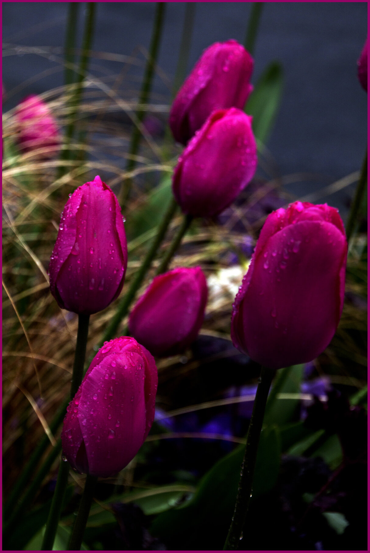 Tulips_Apr 26_2012_3000_4x6s.jpg