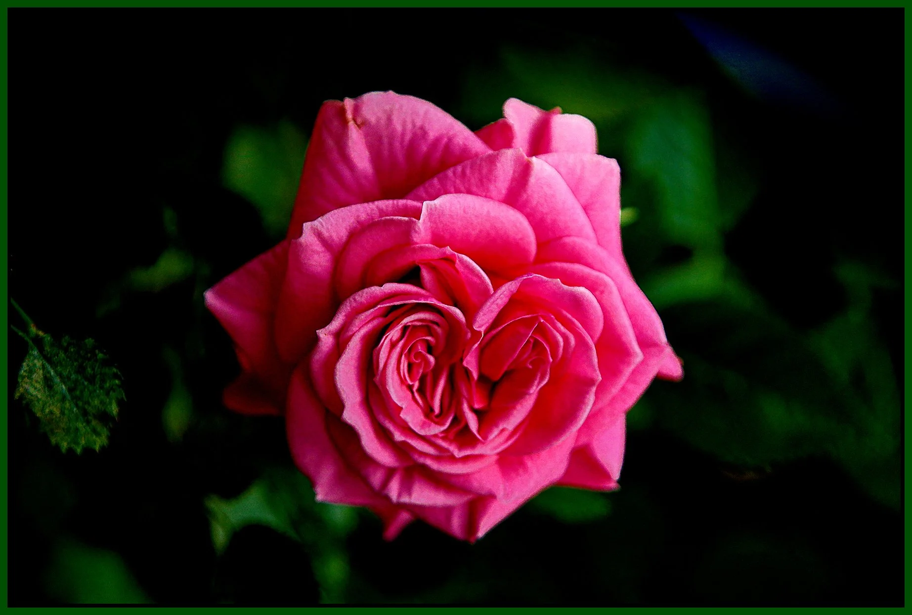 Flower_Rose_Apr 27_2022_HDR_4G8609_peShrpfctBr_Cs_4x6_1s.jpg