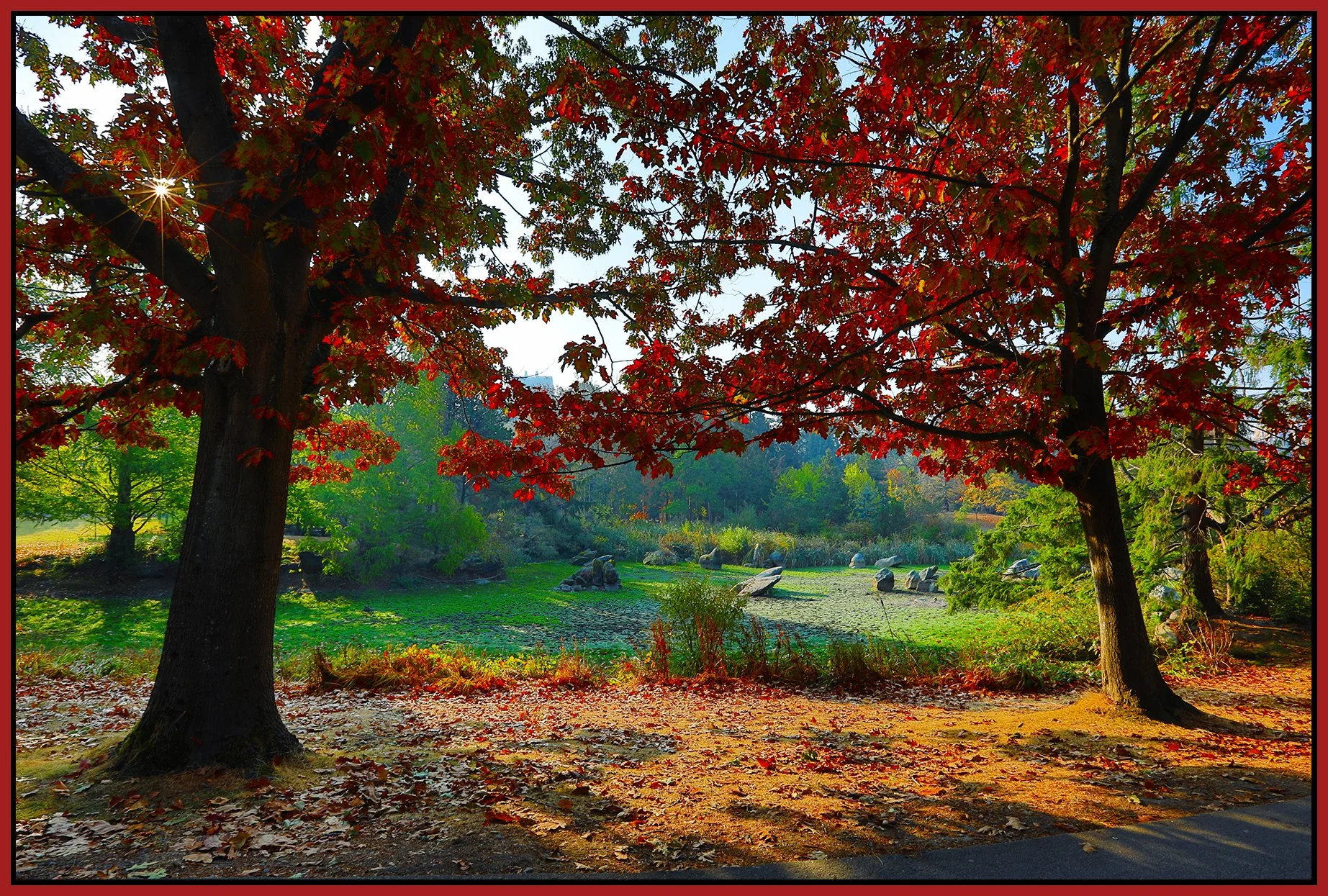 Charleson Pk Trees_Oct 19_2022_HDR_5C3946_peSmpledehaze_4x6s.jpg