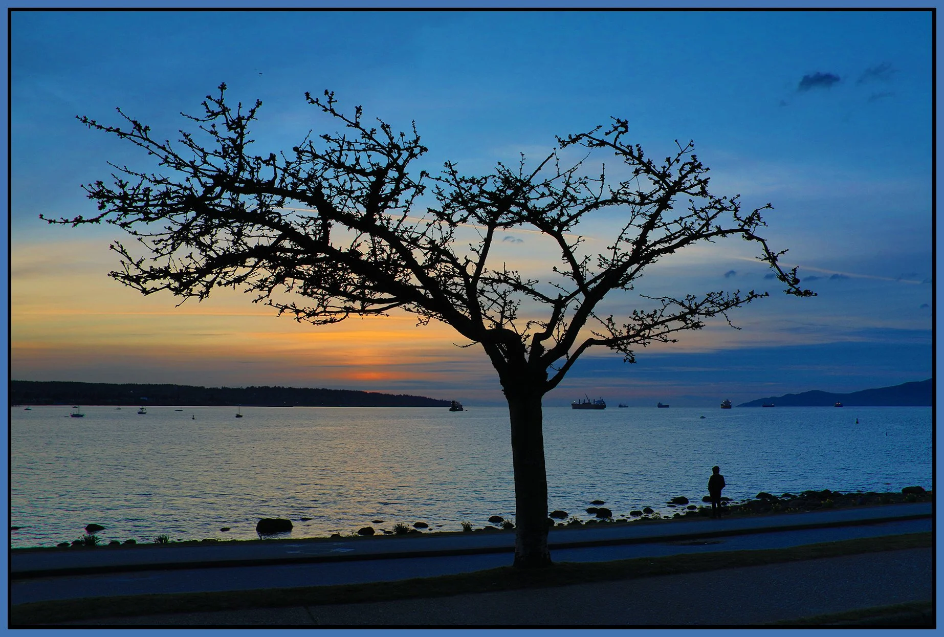 Beach Ave Tree_Mar 3_2021_HDR_4G5562_4x6s.jpg