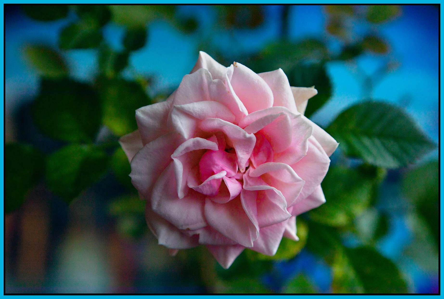 Flowers Rose_May 12_2021_CR2_4G8646_4x6s.jpg