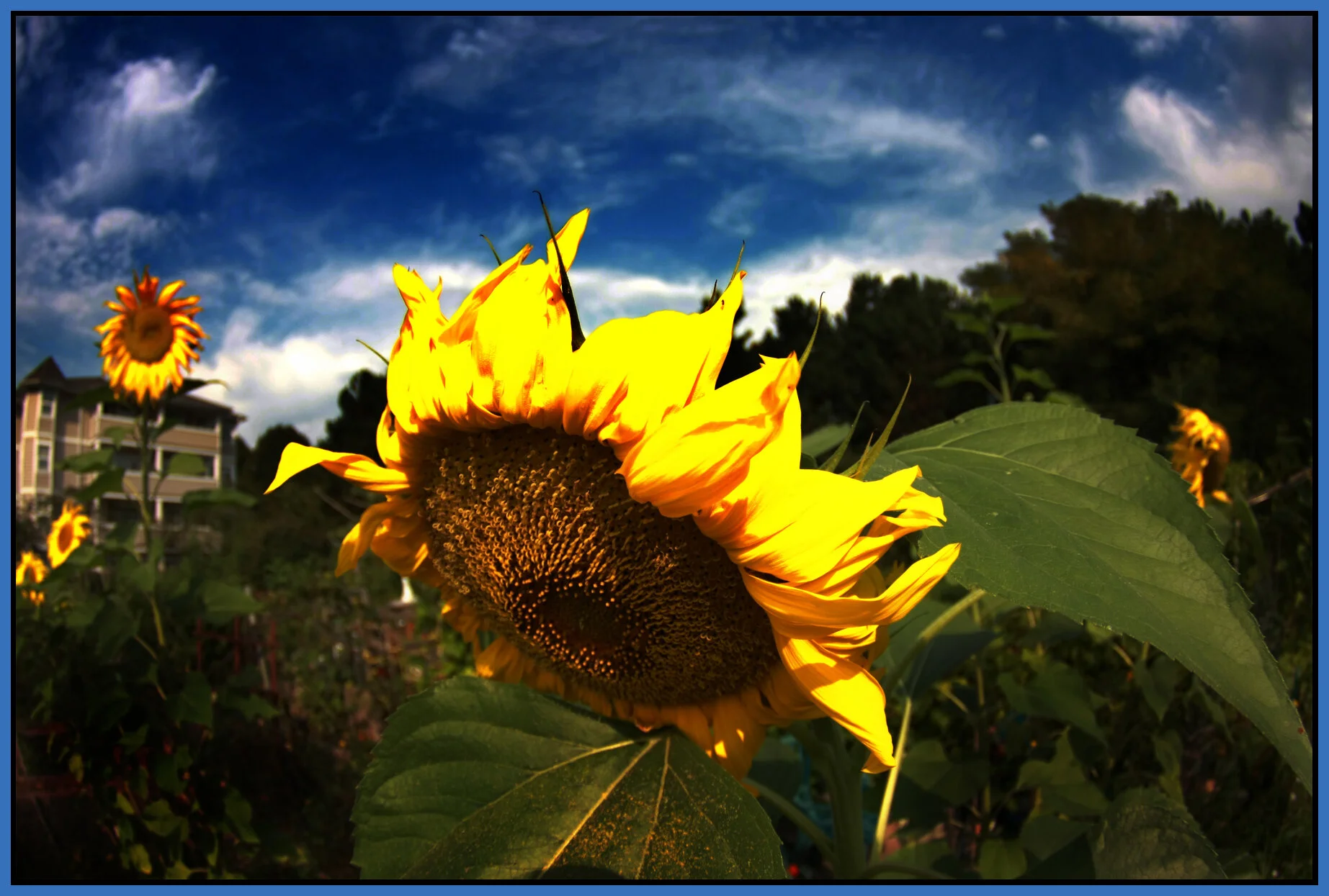 Sunflower_Sep 17 08_3193_4x6s.jpg