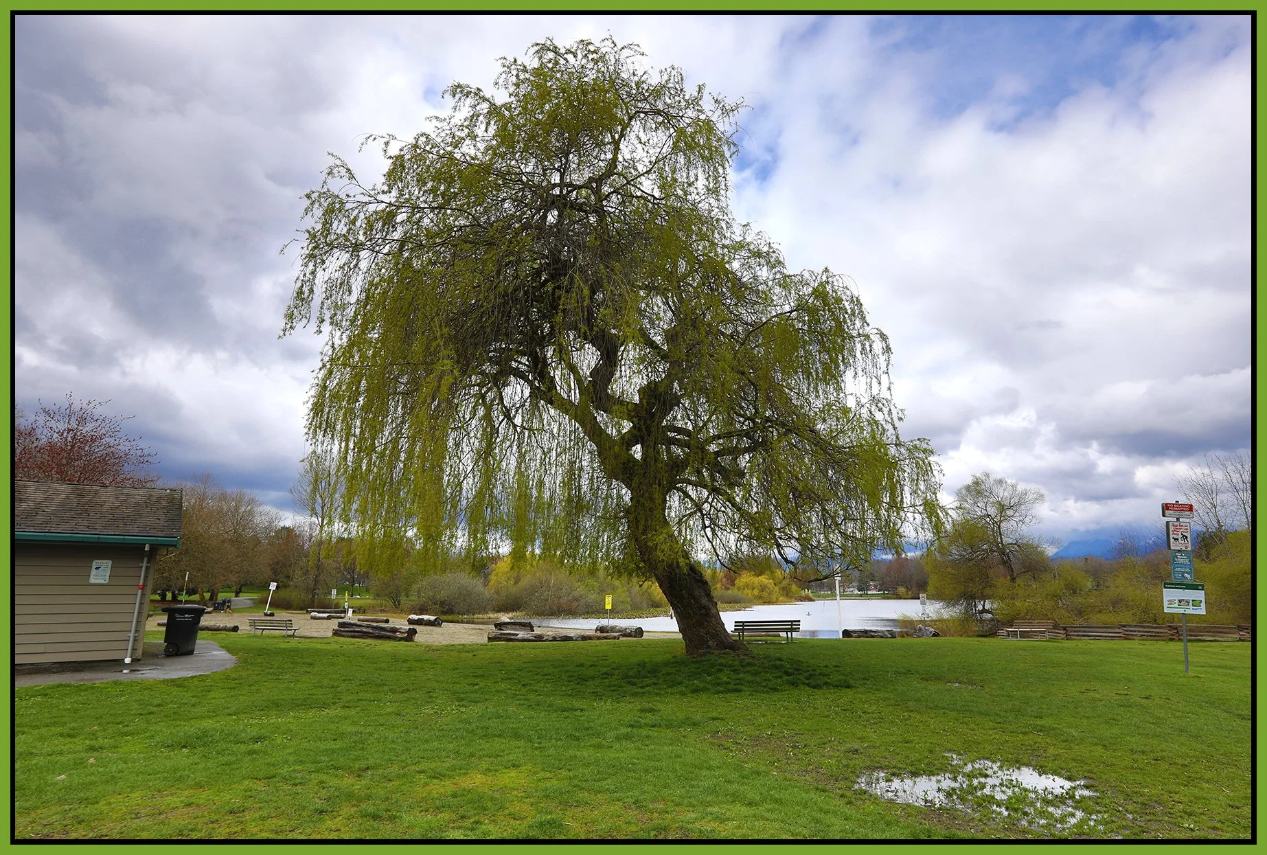 Trout Lake Tree_Apr 19_2023_5D7375_4x6s.jpg