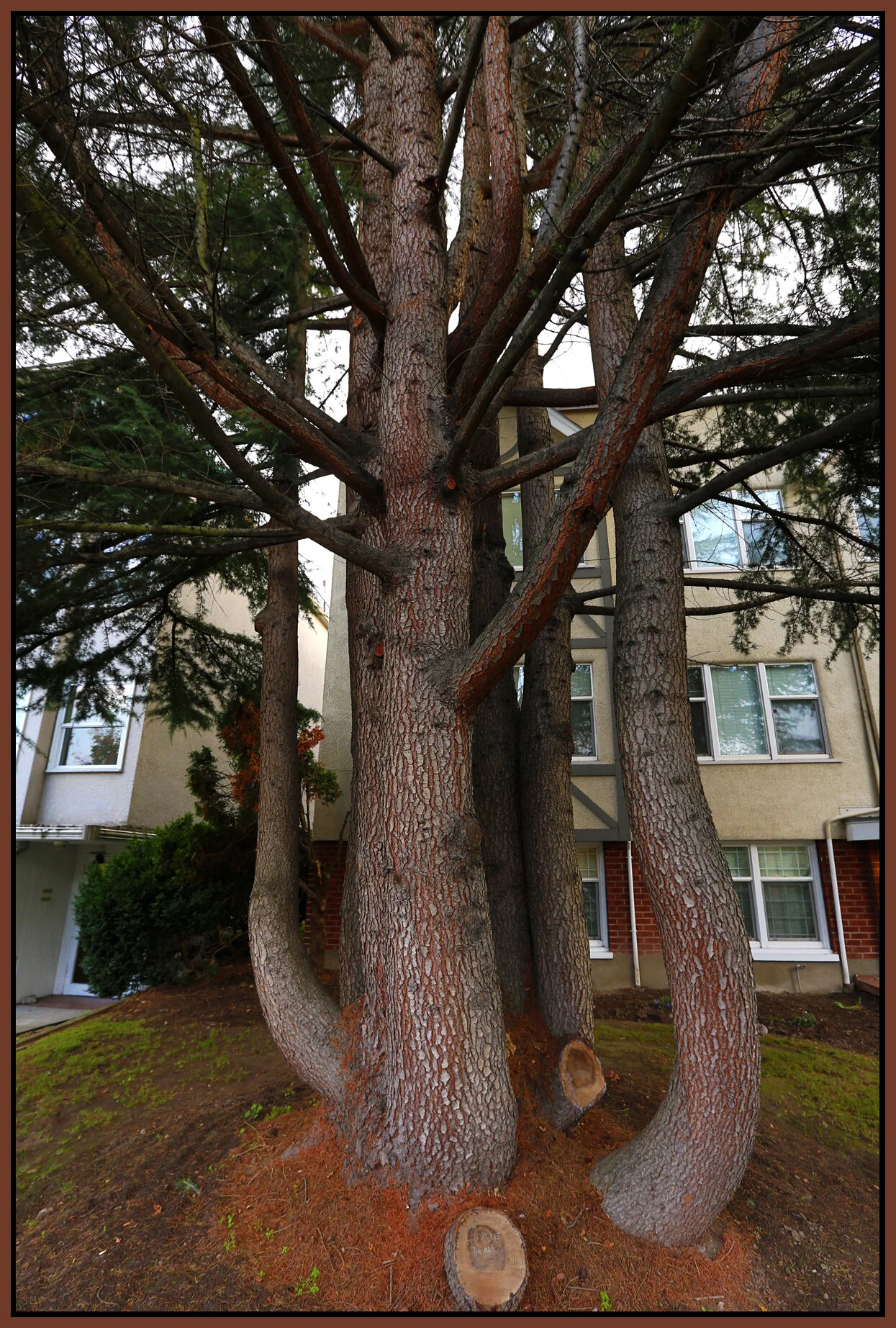 3850 Cambie Tree_Oct 22_2015_HDR_H7293_4x6s.jpg