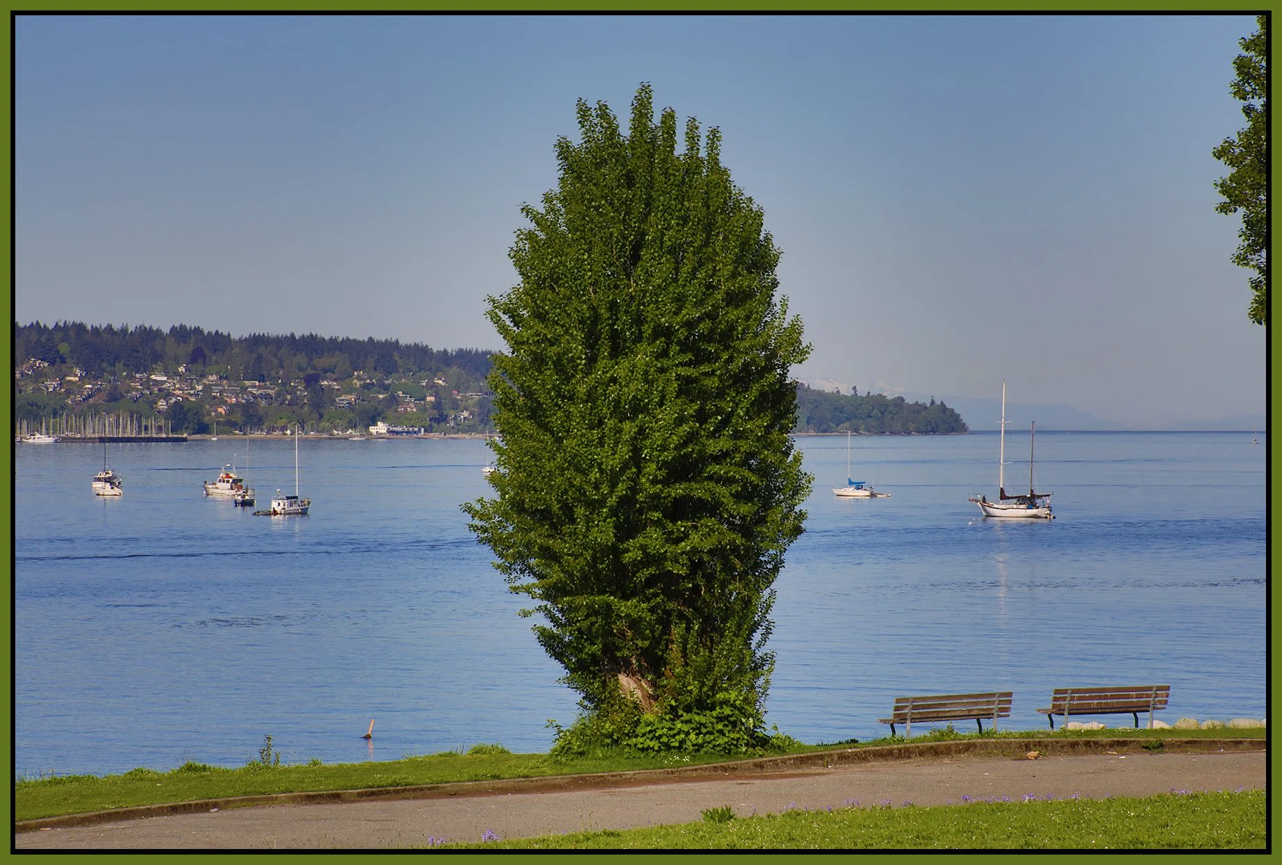 English Bay Tree_May 13_2023_HDR_5C8943_4x6s.jpg