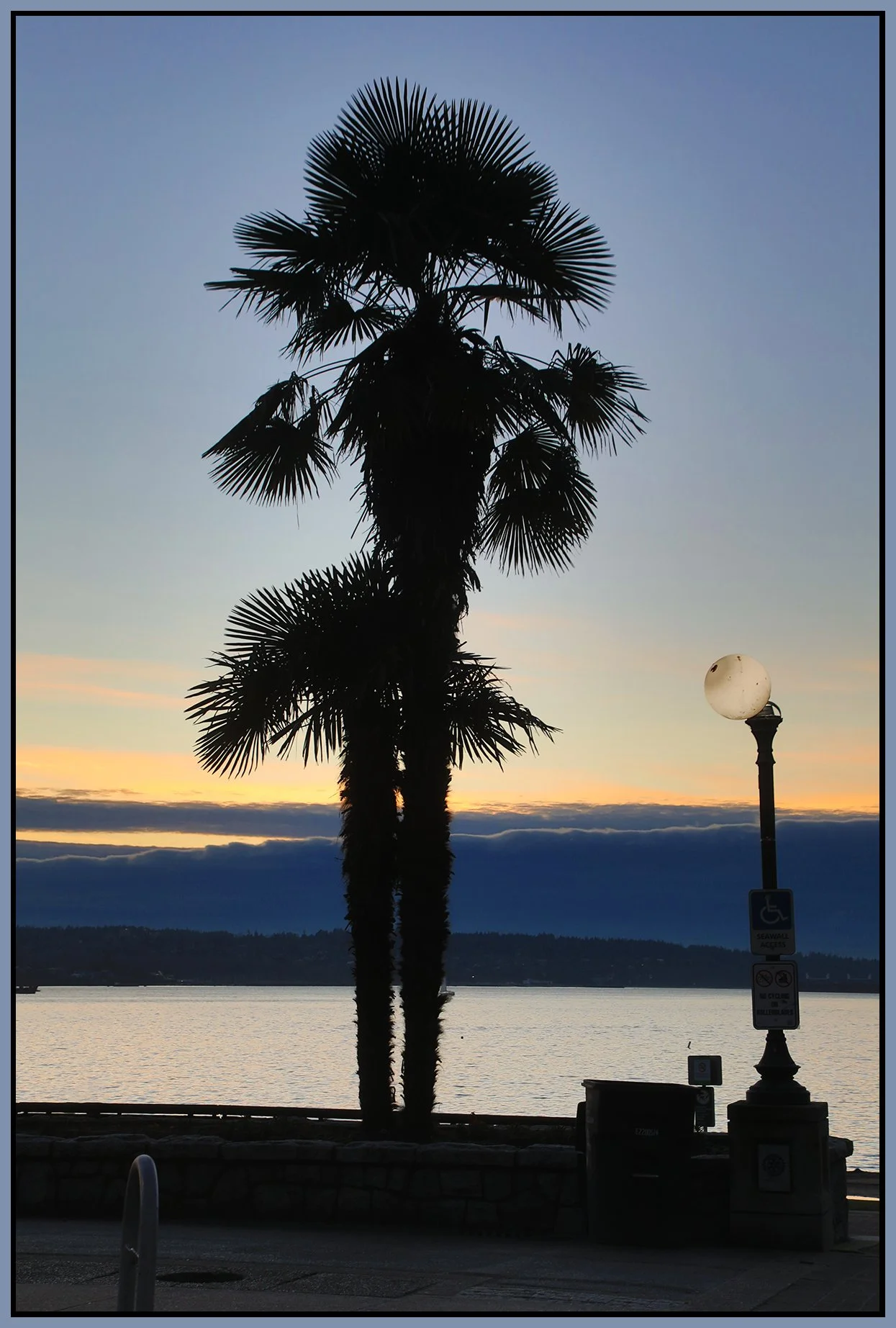English Bay Palm Tree from Beach Ave_Jan 8_2025_HDR_4J5420_4x6s.jpg