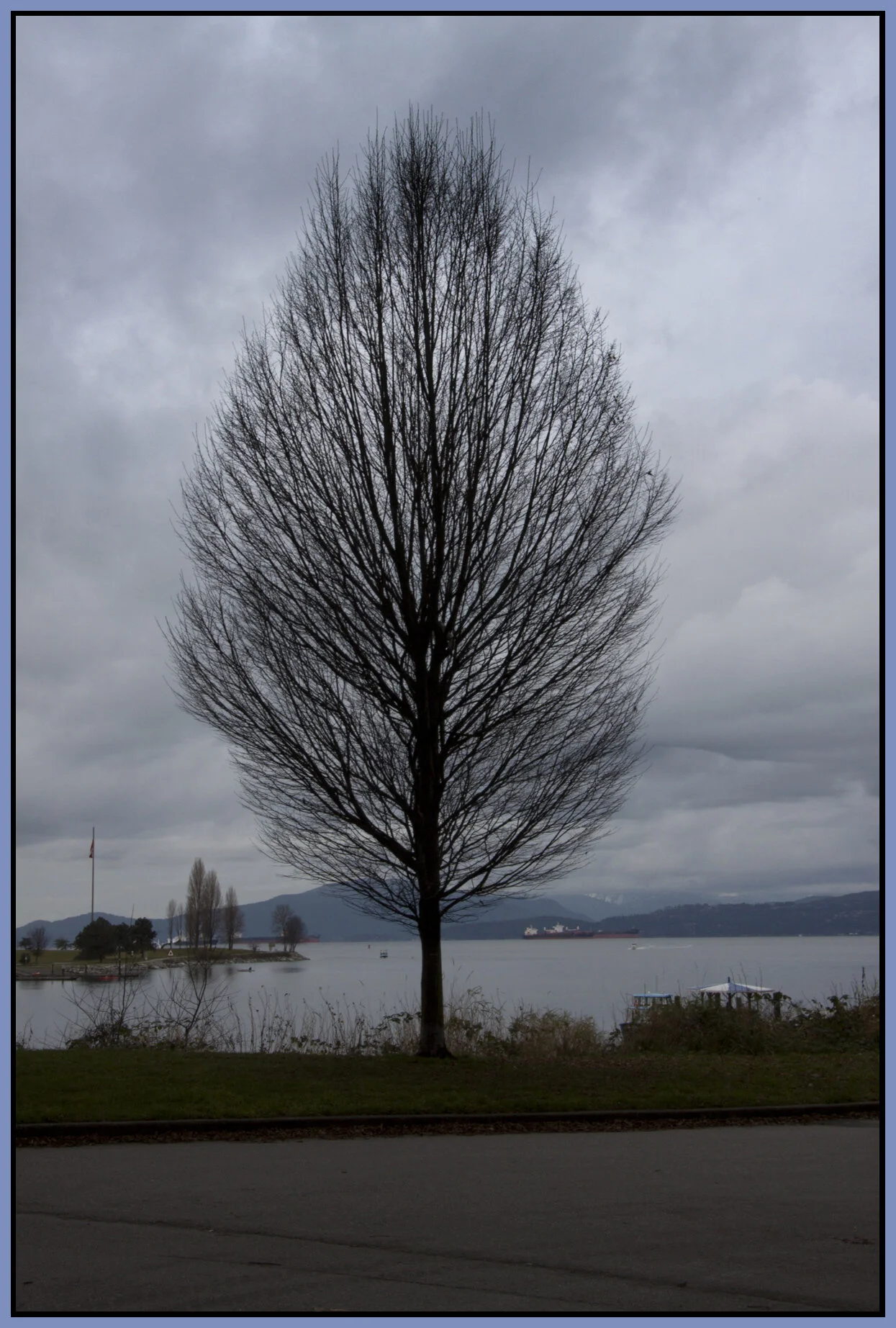 English Bay Tree_Dec 31_2011_9900_4x6s.jpg