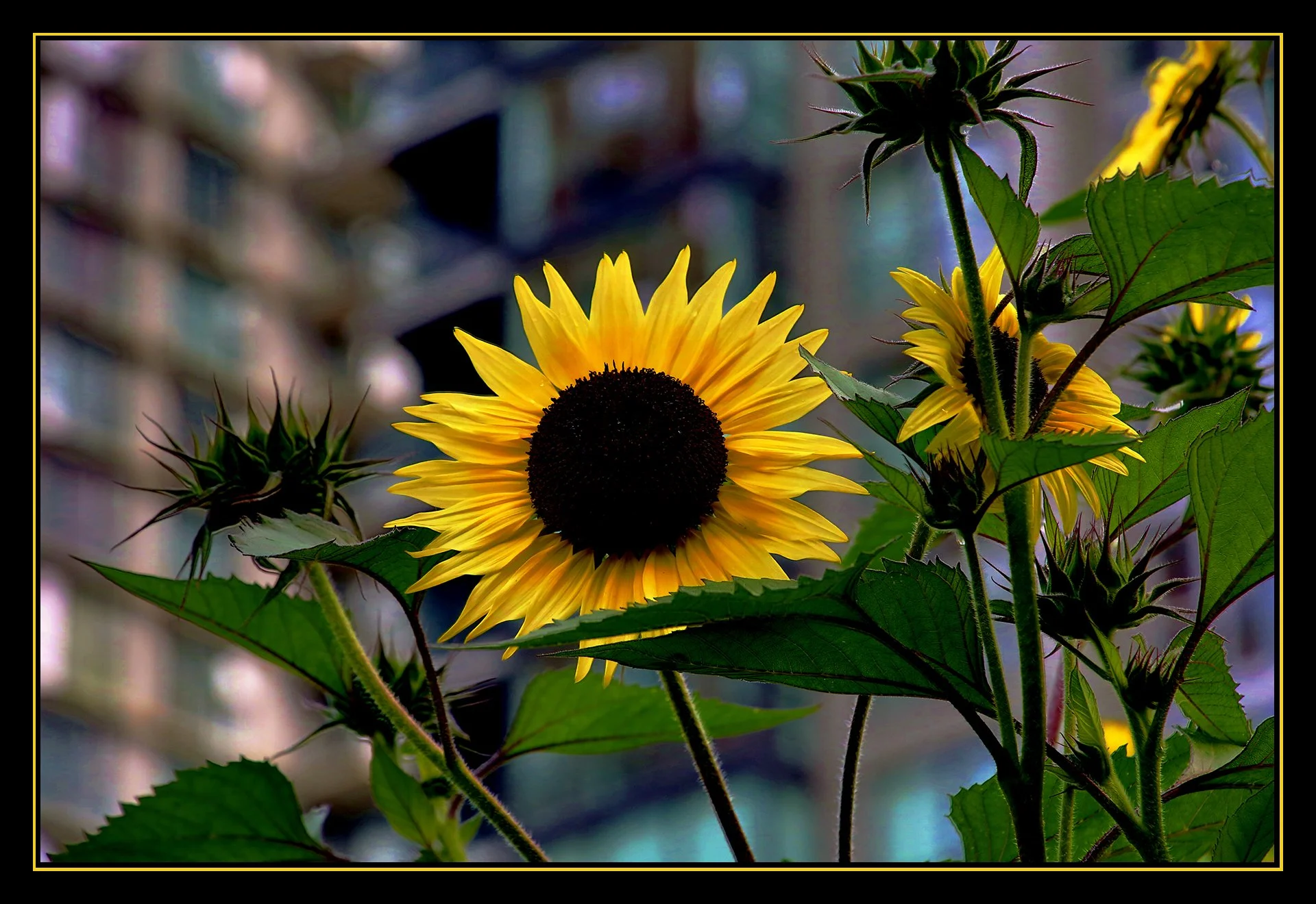 Flowers_Sunflowers_Sep 10_2019_HDR_A9321_peMoreBlu_4x6s.jpg