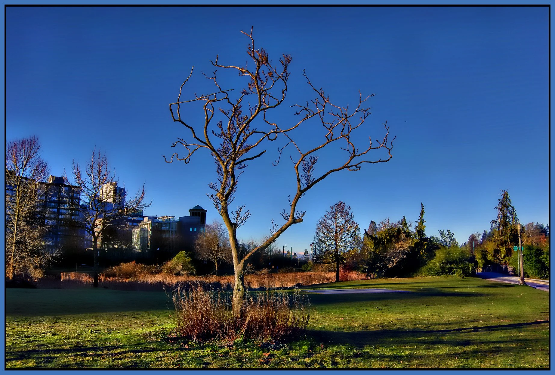Devonian Park Tree_Jan 11_2024_HDR_5E3376_peHdr2013_1_4x6s.jpg