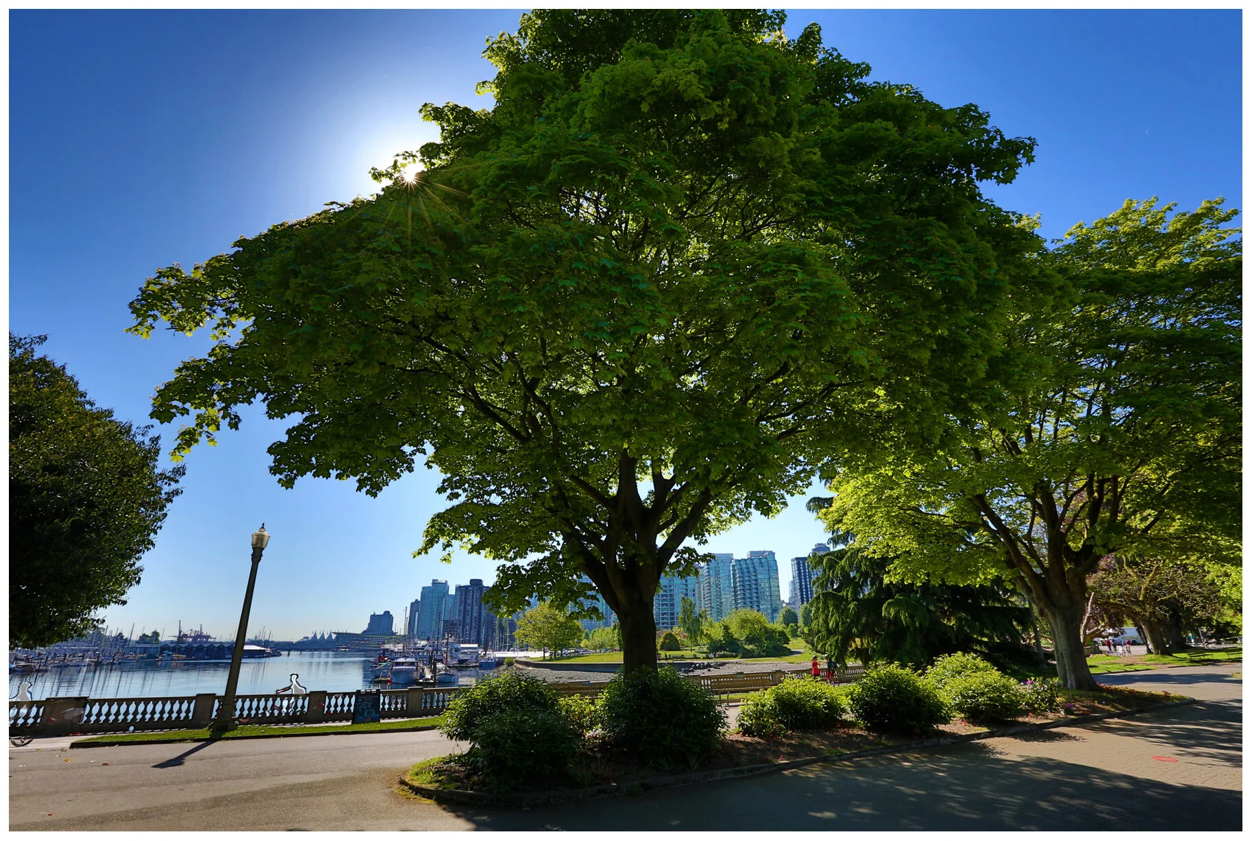 Stanley Pk Trees_May 2_2016_HDR_K0252_4x6s.jpg
