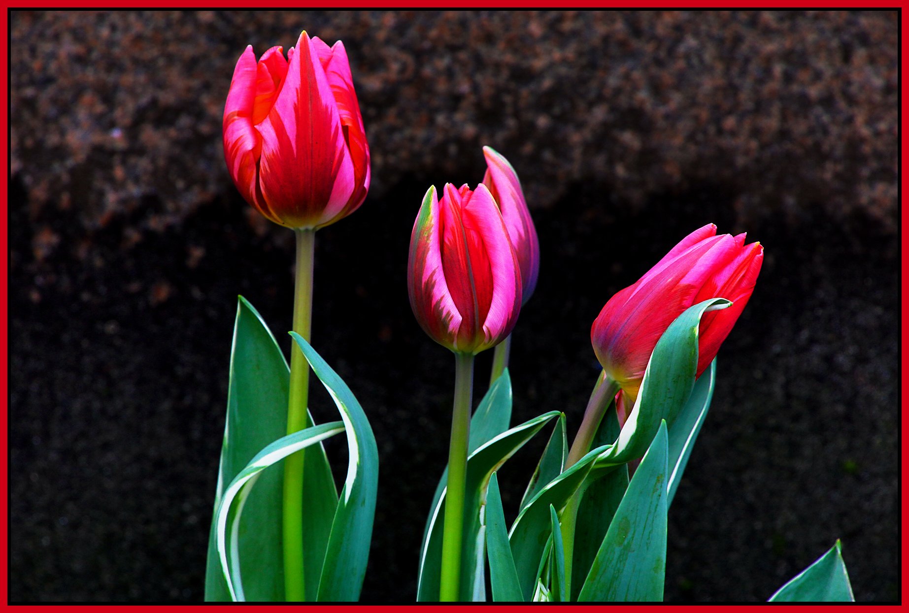Flowers Tulips_Apr 26_2021_HDR_5A0683_peBb_4x6s.jpg