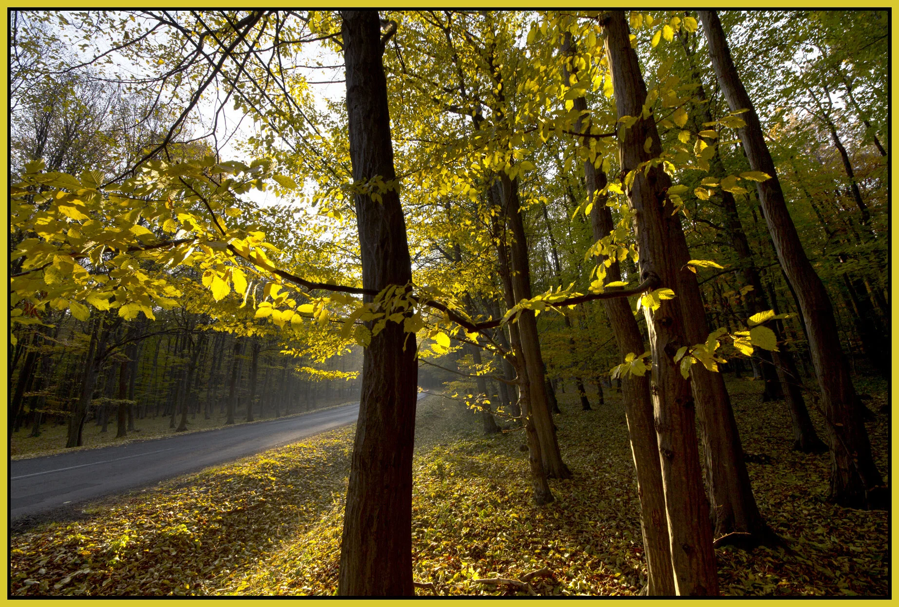 Mátra_Nov 1_2011_9506_4x6s.jpg