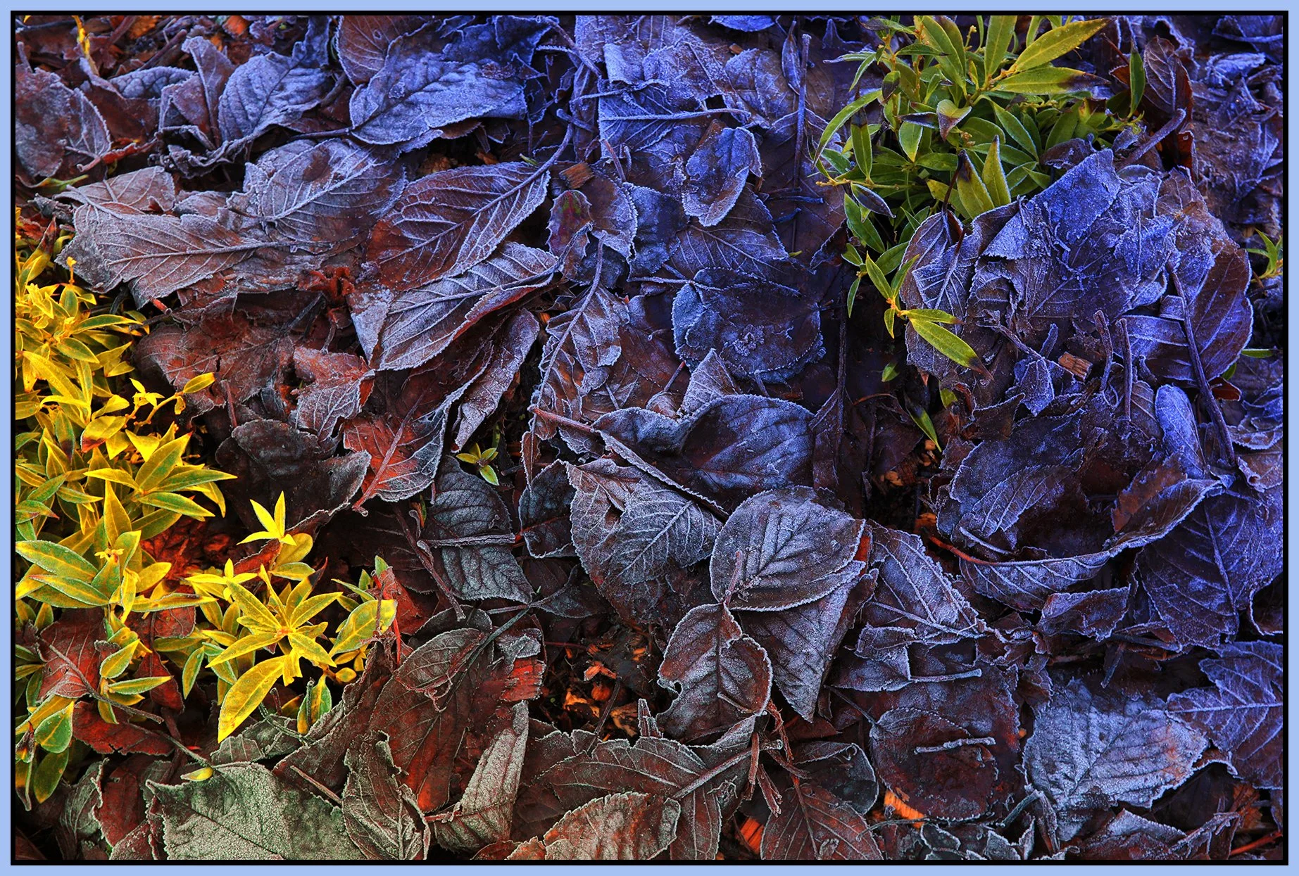 Frosty Leaves_Dec 19_2021_HDR_5A3102_peW&CCntrst_4x6s.jpg