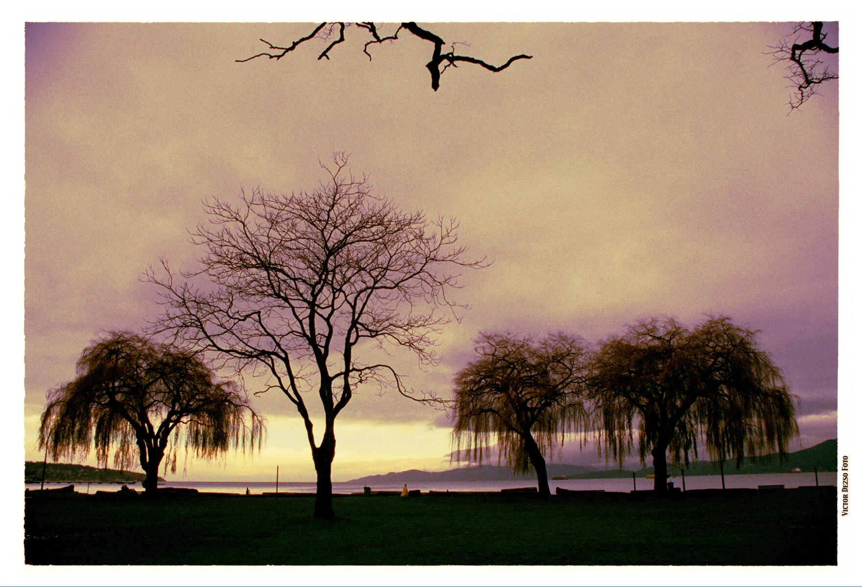 Kits Beach Trees_Jan 22_2003_28_4x6s.jpg