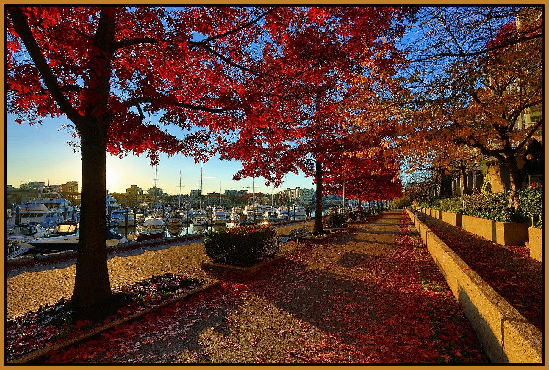 Concord Pacific Trees_Oct 30_2021_HDR_5A8941_peB&s_4x6s.jpg