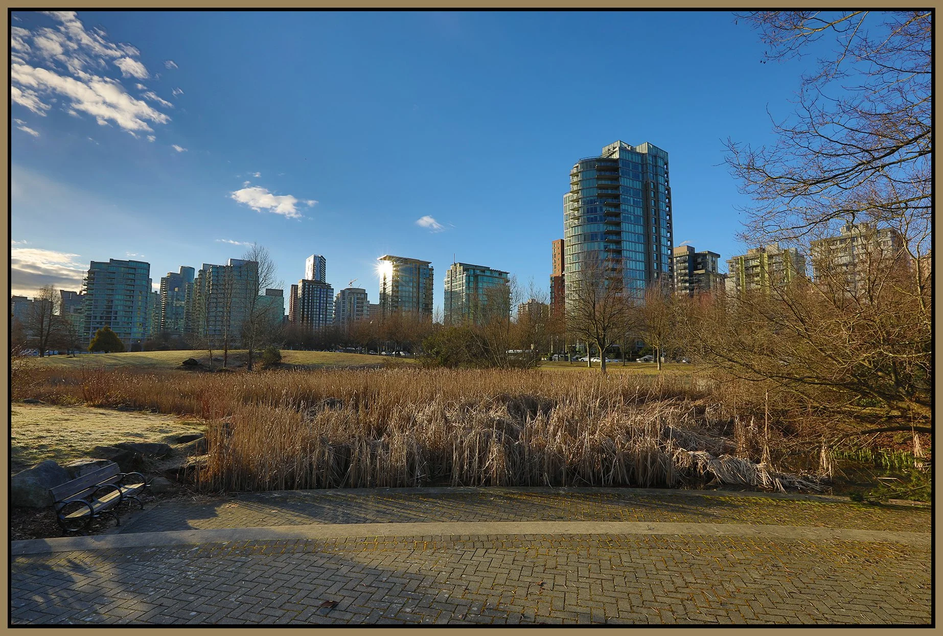Devonian Pk Bullrushes_Mar 8_2023_HDR_5D5430_4x6s.jpg