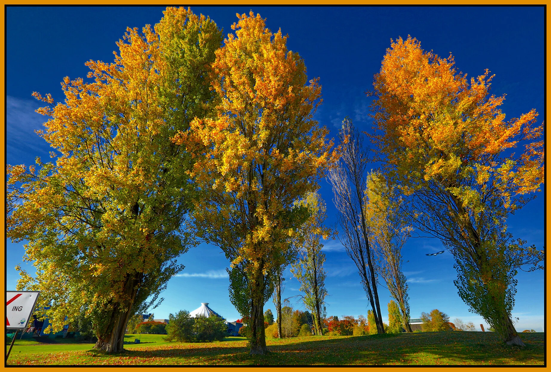 Vanier Pk Trees_Oct 13_2016_HDR_A2498_peImpact_4x6s.jpg