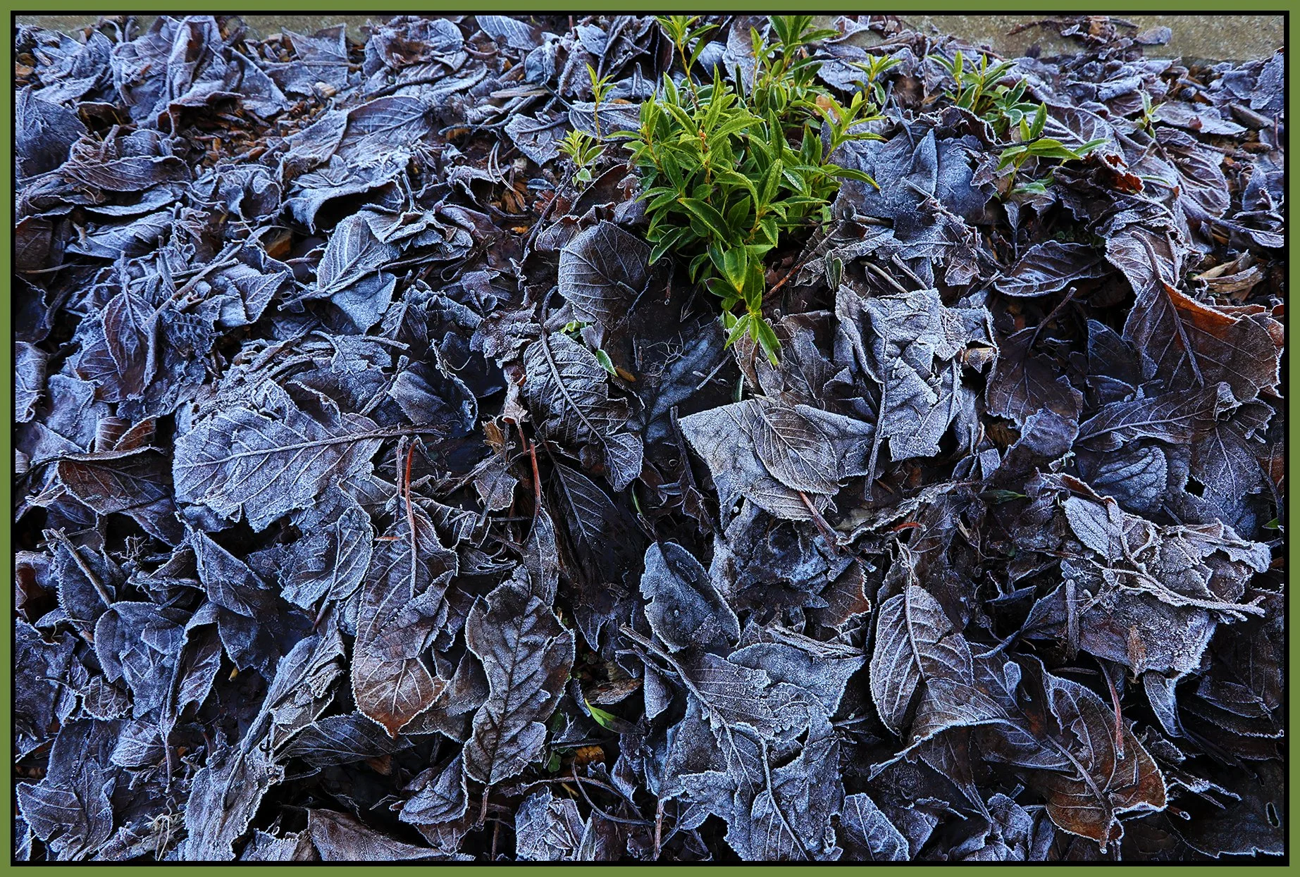 Frosty Leaves_Dec 19_2021_HDR_5A3142_4x6s.jpg