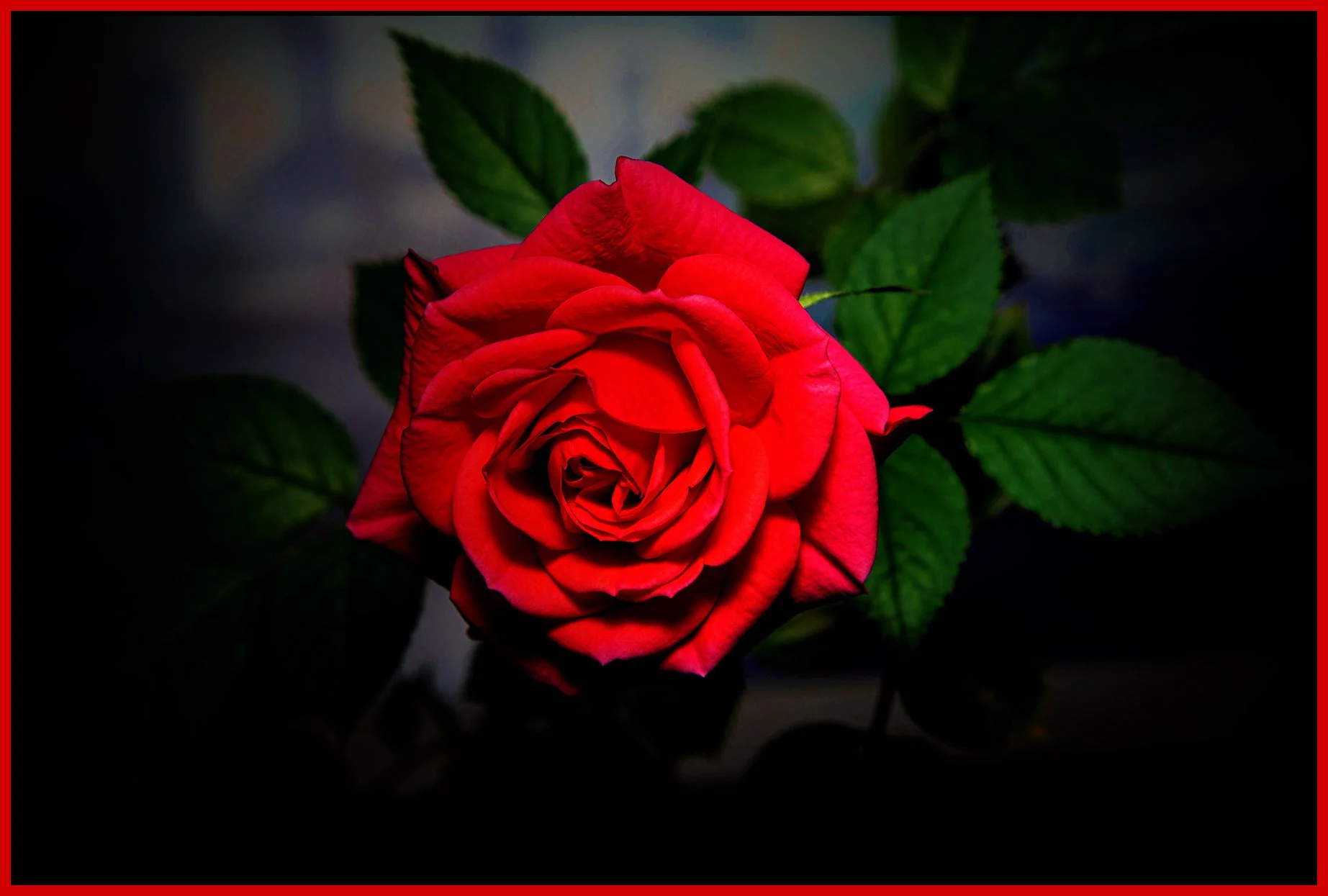 Flowers Rose_Jan 2_2022_CR2_4G5743_peExpMrg_IntnSDet_ExpMrg_4x6s.jpg