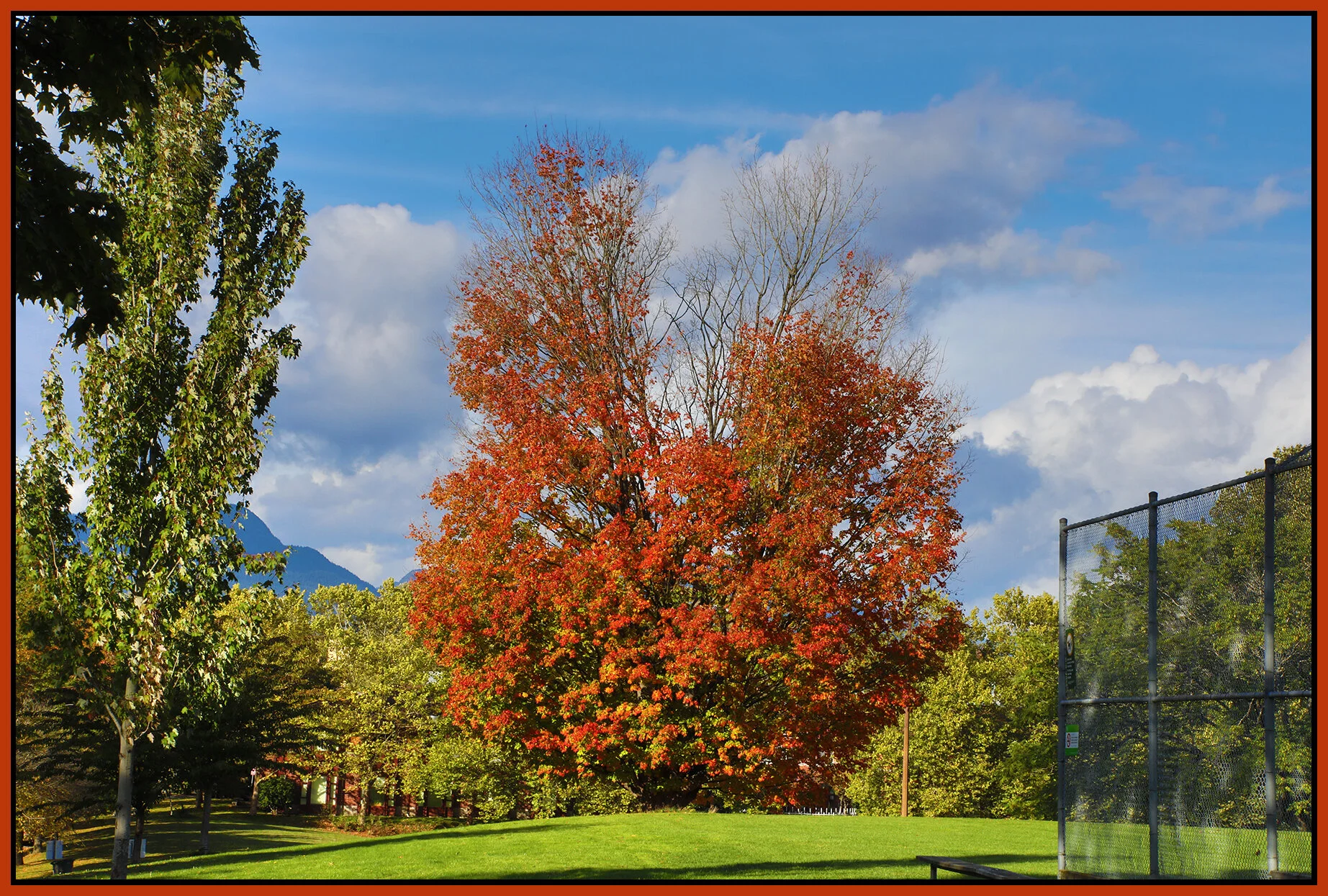 Beaconsfield Pk Tree_Oct 10_2021_HDR_4G4104_4x6s.jpg