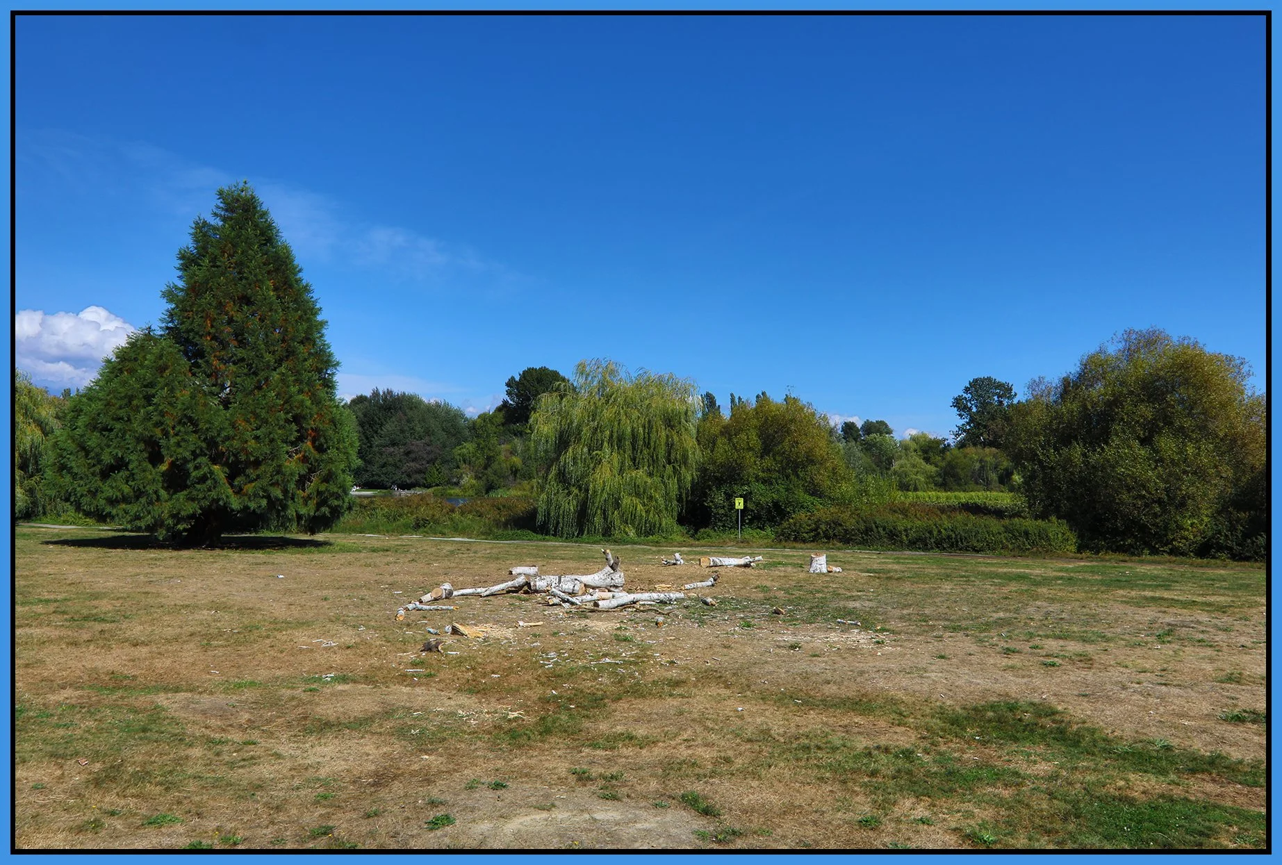 Trout Lake Tree_Sep 6_2021_HDR_5A1850_4x6s.jpg