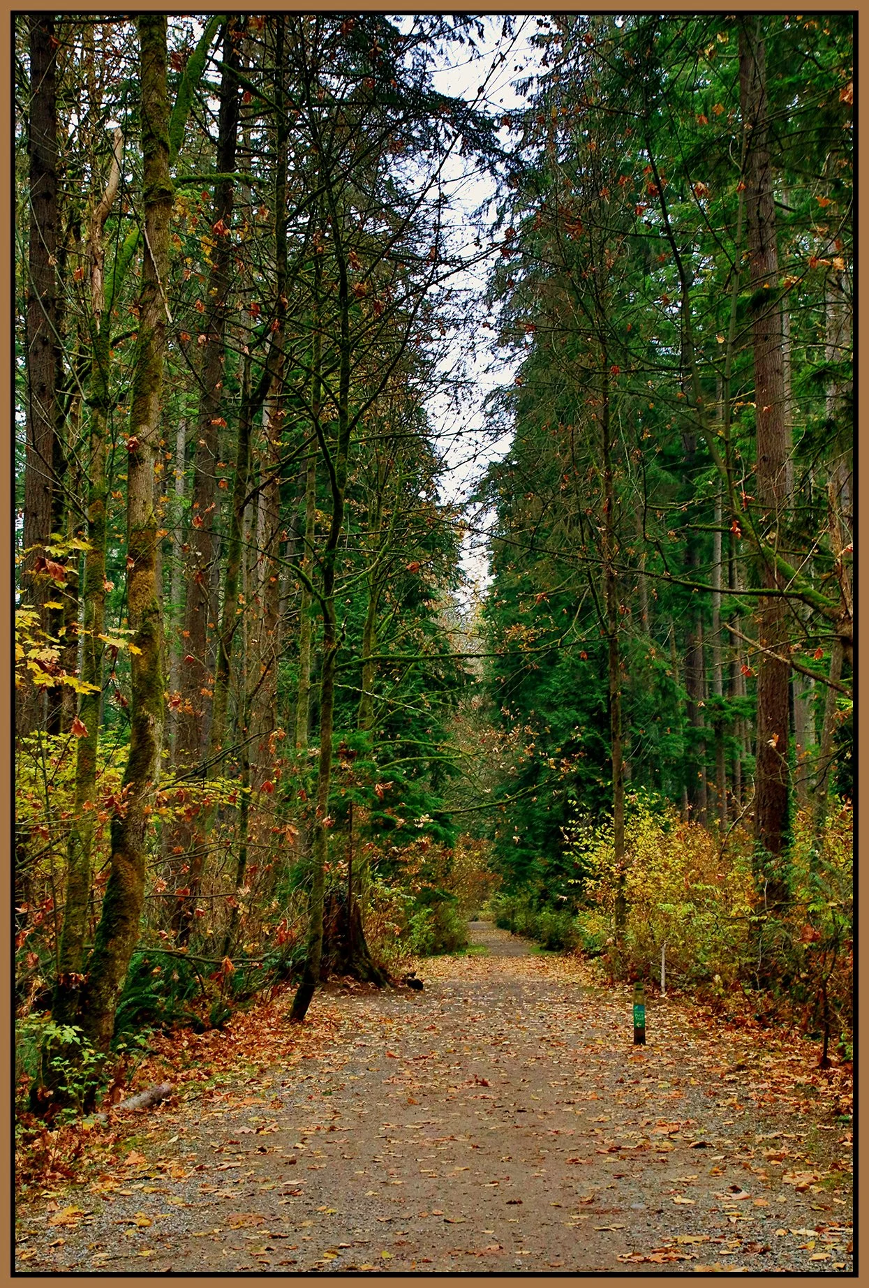 Poco Trees_Nov 20_2022_HDR_4H4782_peNatB II_4x6s.jpg