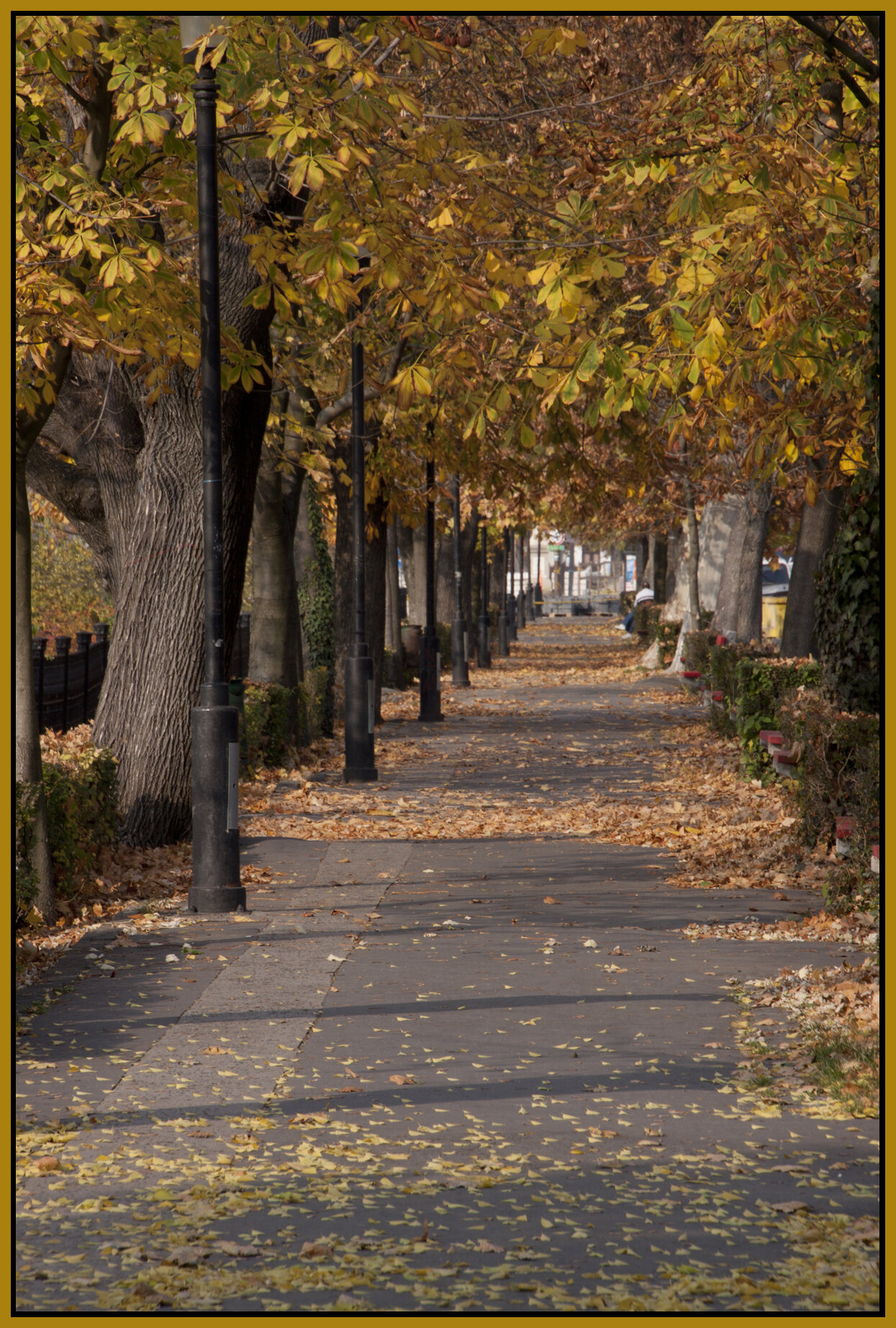 Vác_Nov 7_2011_6376_4x6s.jpg