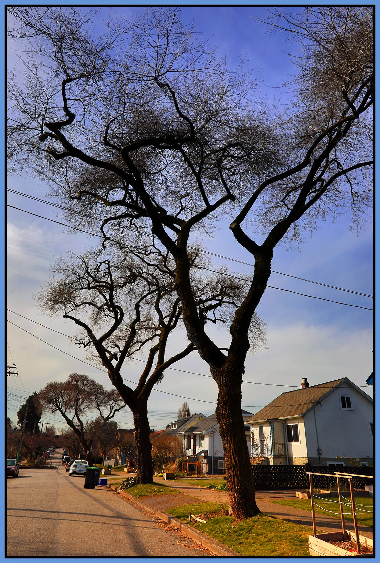 2137 Kitchener Tree_Mar 17_2021_HDR_5A5147_peWL_4x6s.jpg