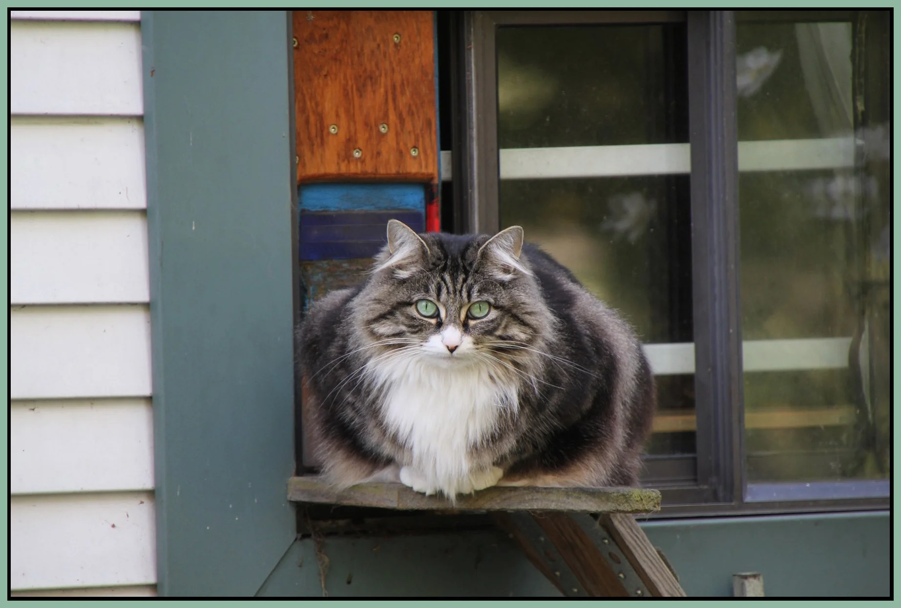 Cat on Hawks_Oct 10_2010_0986_4x6s.jpg