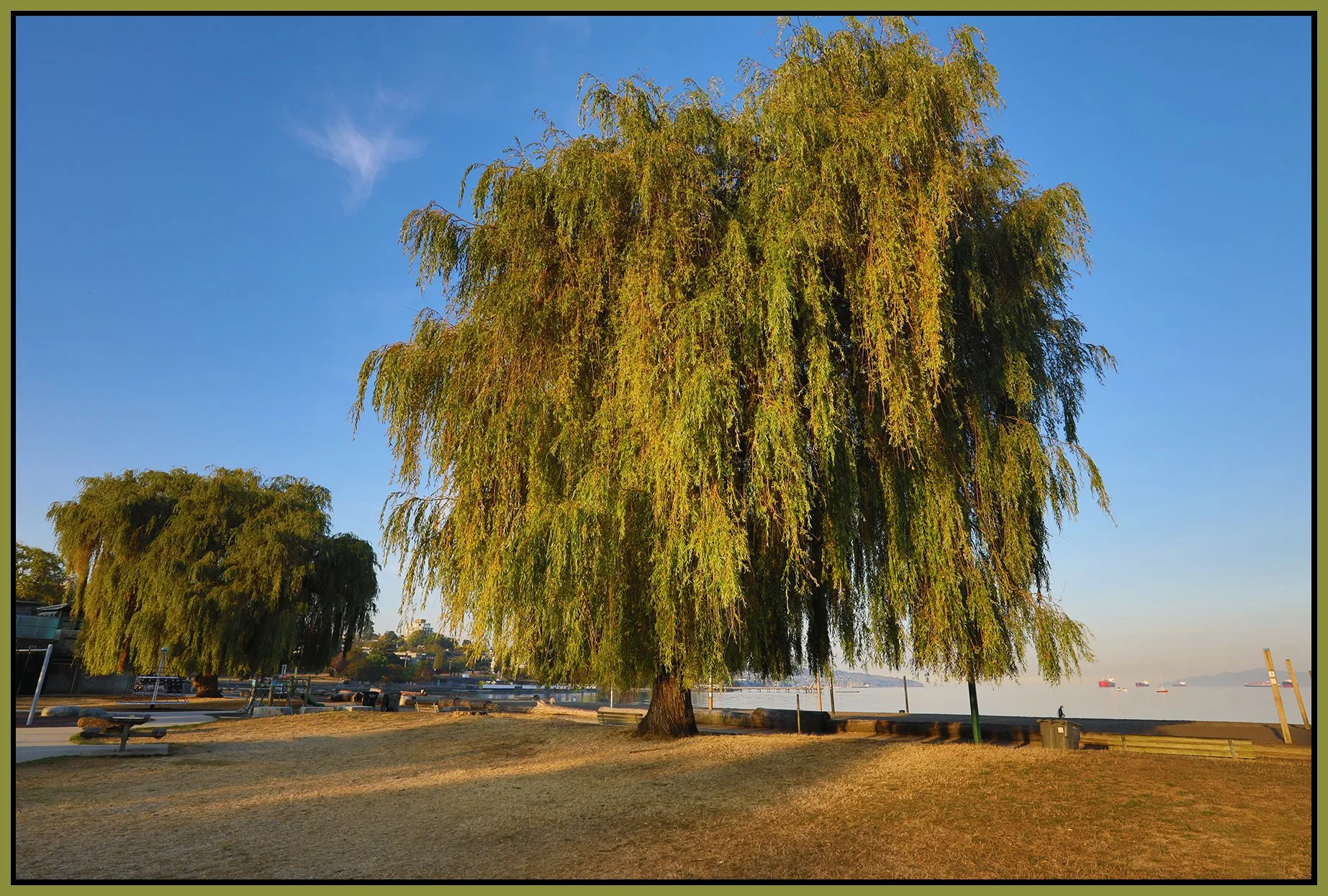 Kits Beach Trees_Oct 14_2022_HDR_5C2988_4x6s.jpg