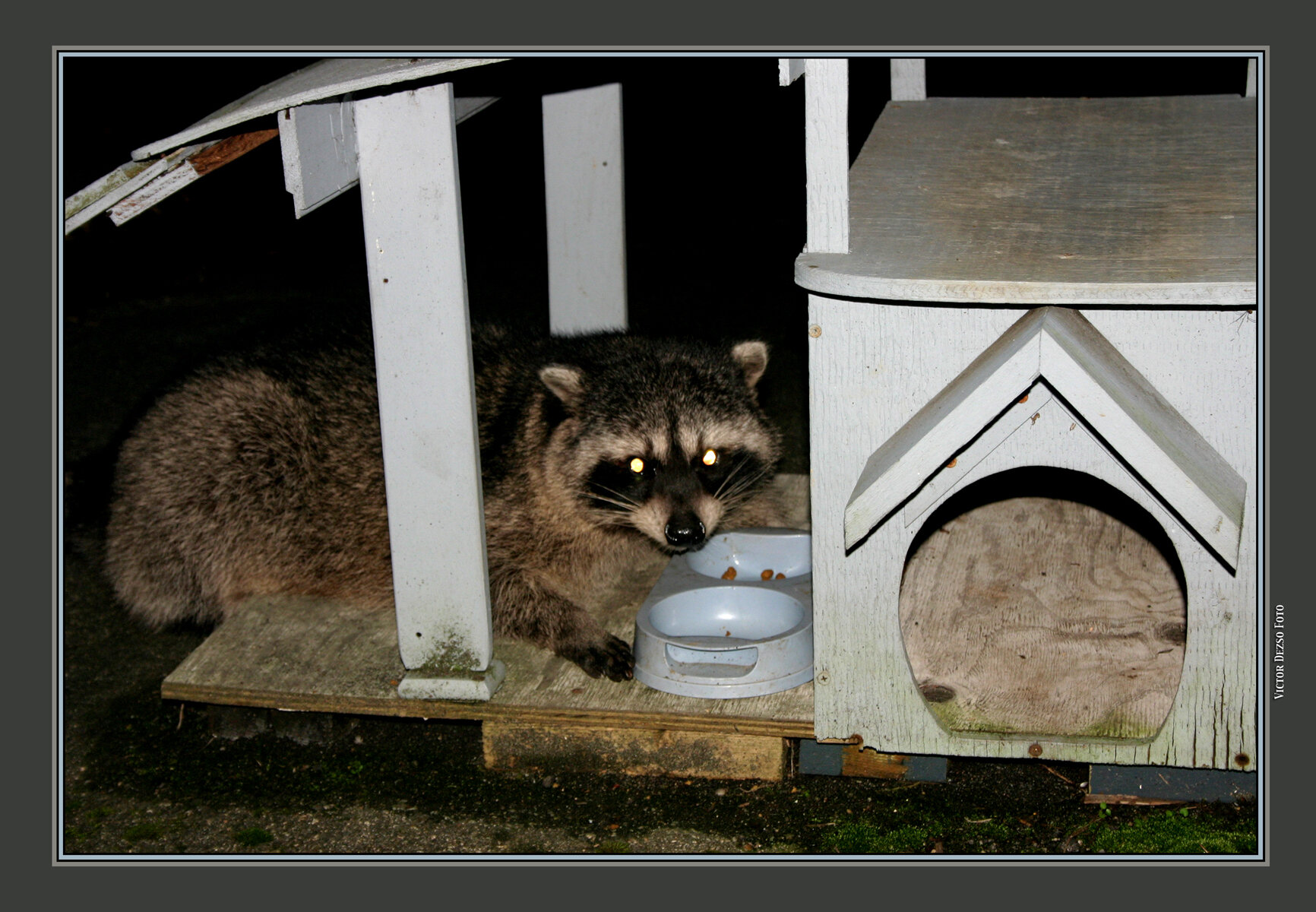 Racoon-Chubby_0556_4x6s.jpg