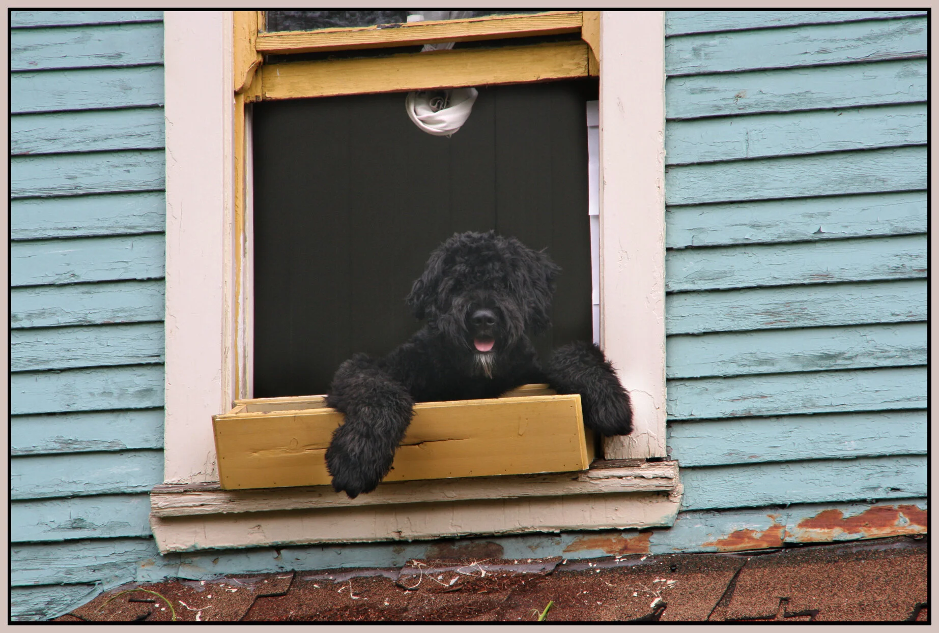 Keefer Dog_9681_4x6_1s.jpg