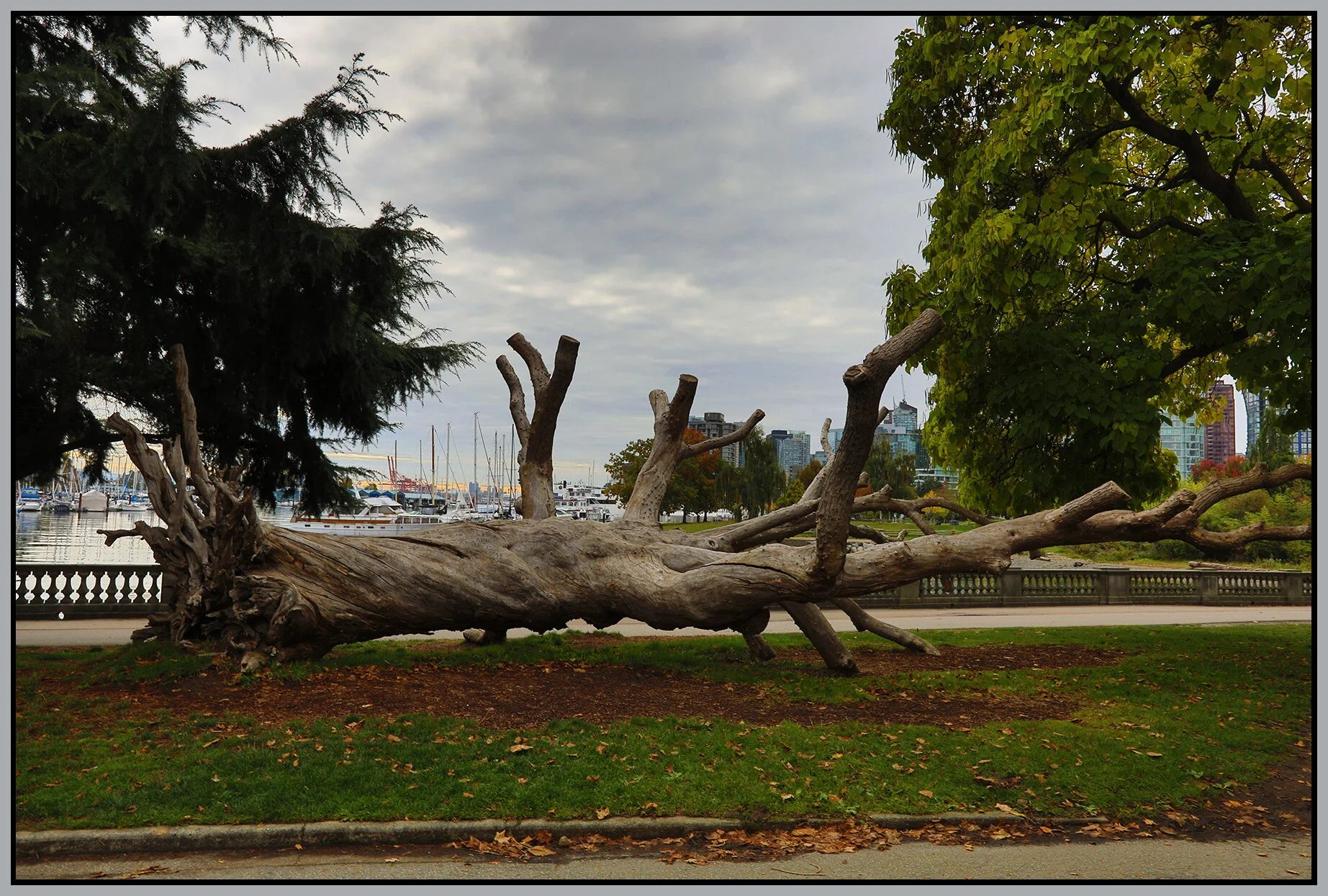 Stanley Park Felled Tree_Oct 8_2021_HDR_5A5840_4x6s.jpg
