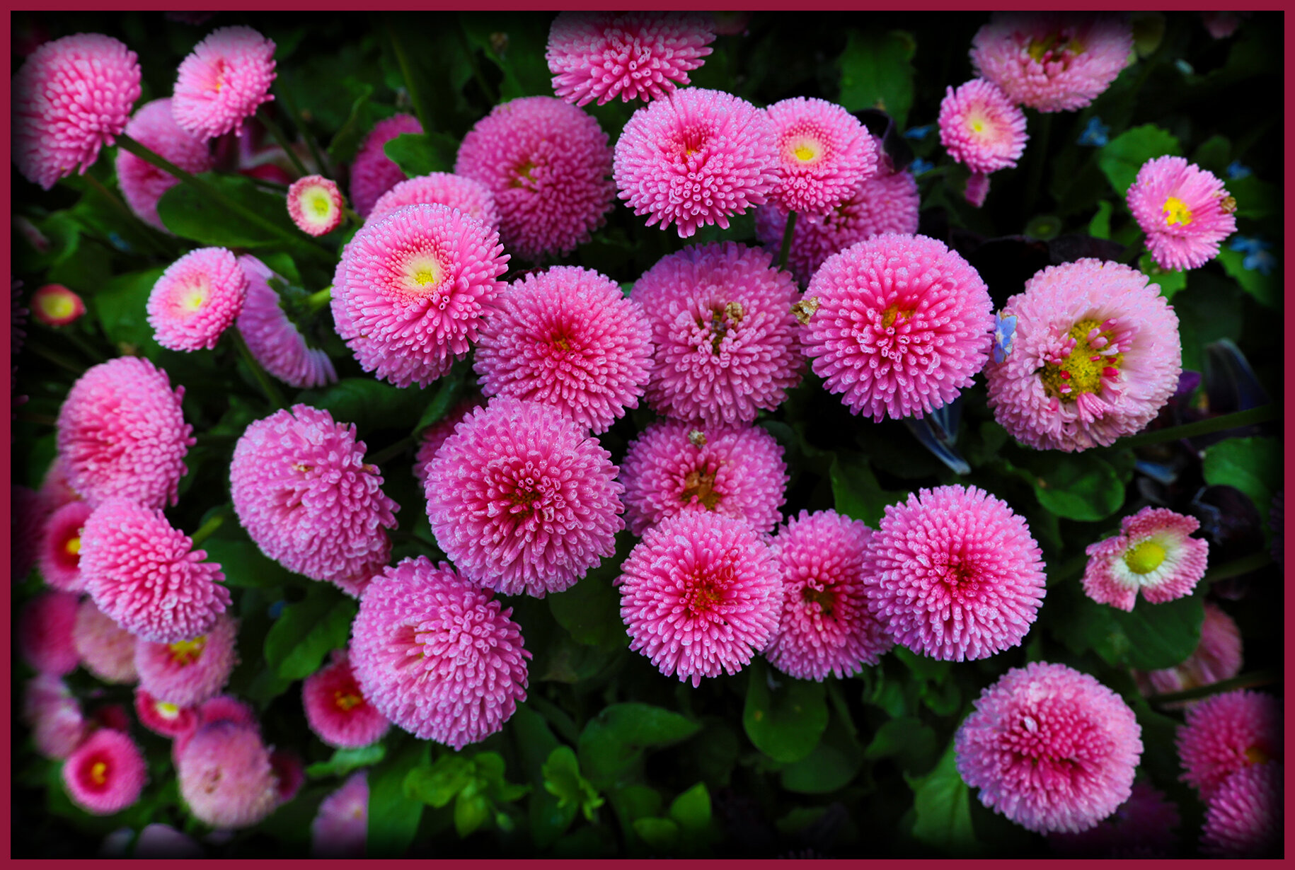 Flowers_May 22_2019_HDR_E4408_peMntnSunst_4x6s.jpg