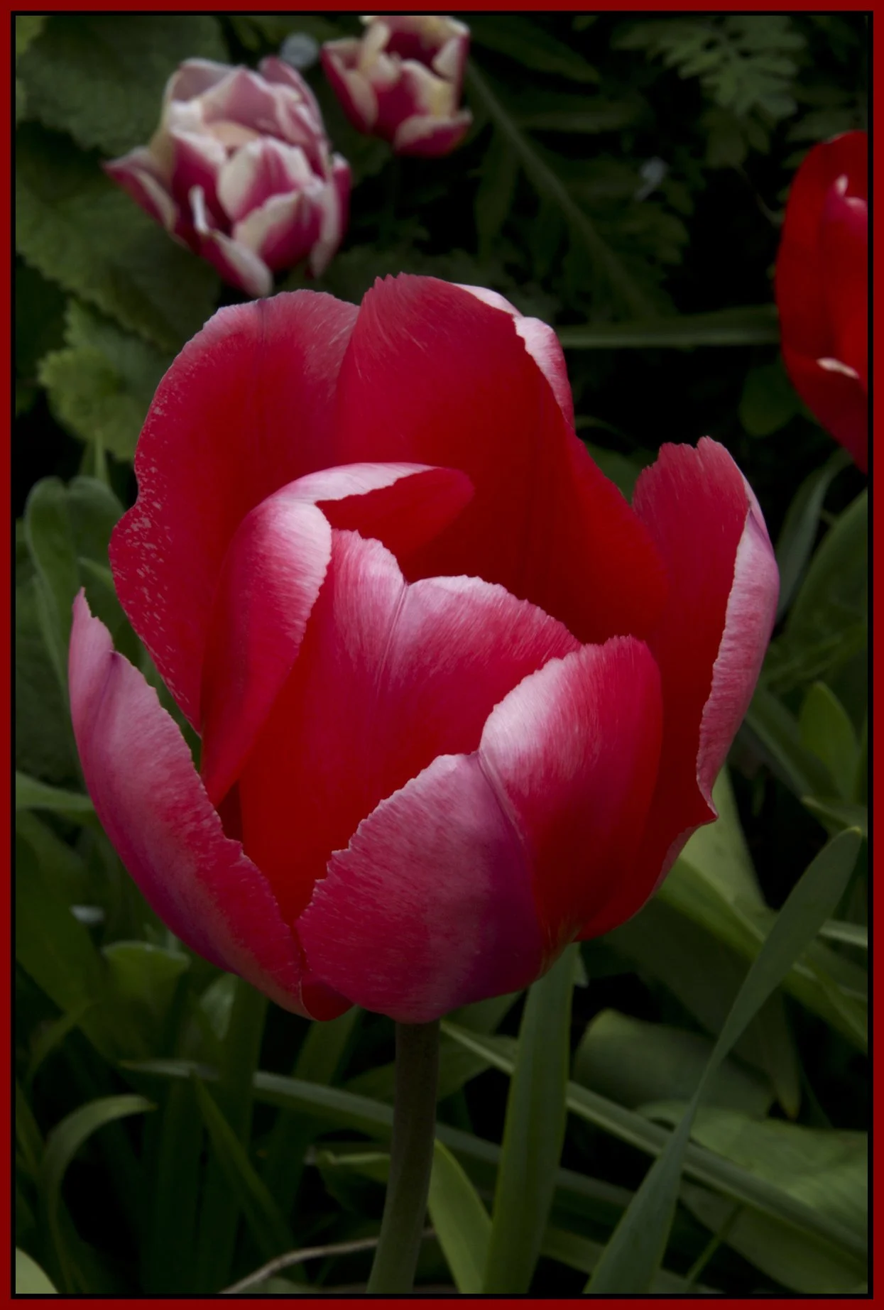 Flowers_May 4_2011_3503_4x6s.jpg