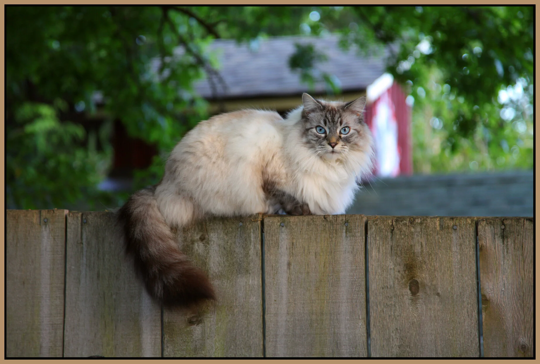 Cat on Fence_May 29_2009_8472_4x6s.jpg