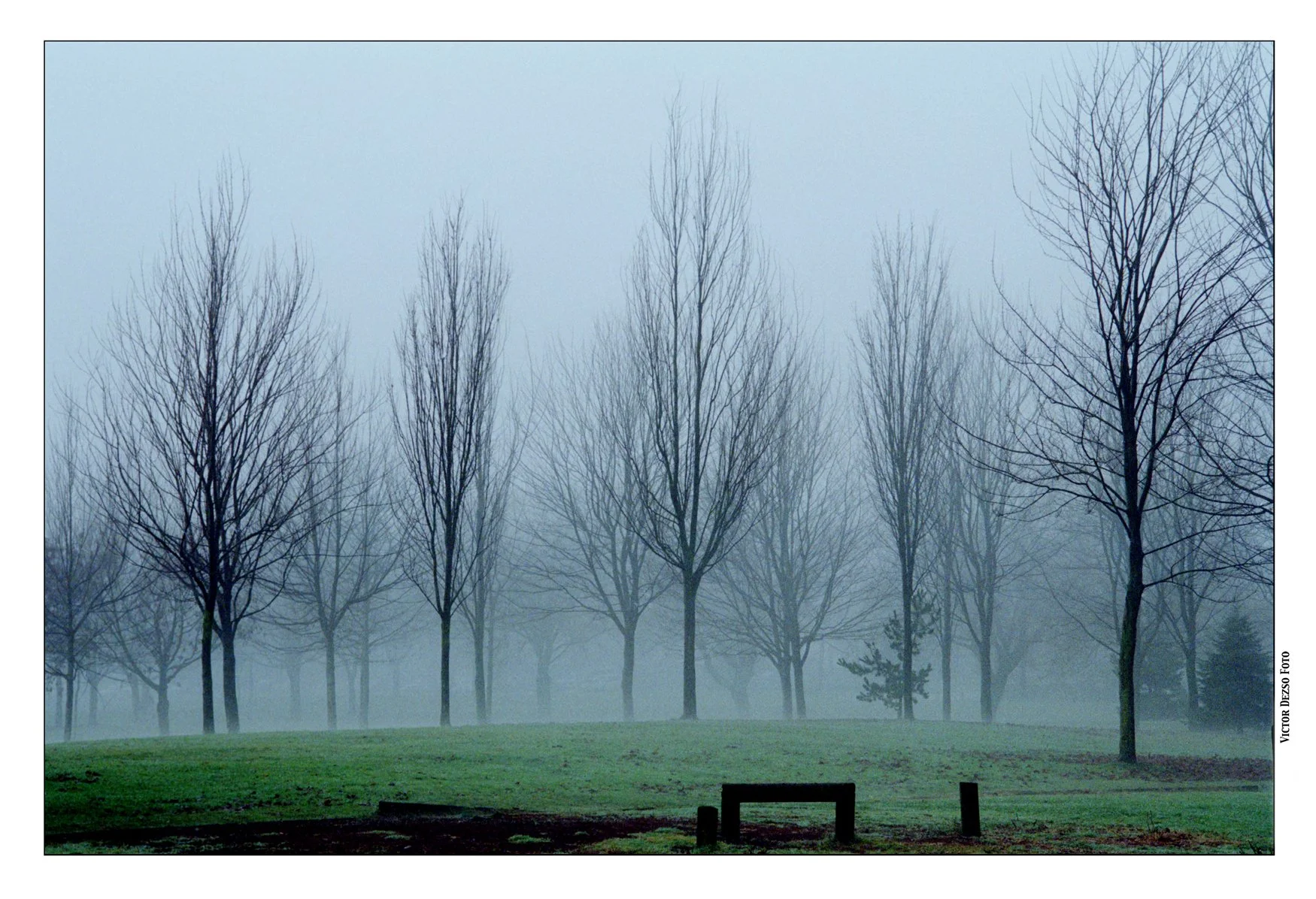 Trout Lake Trees_22_4x6s.jpg