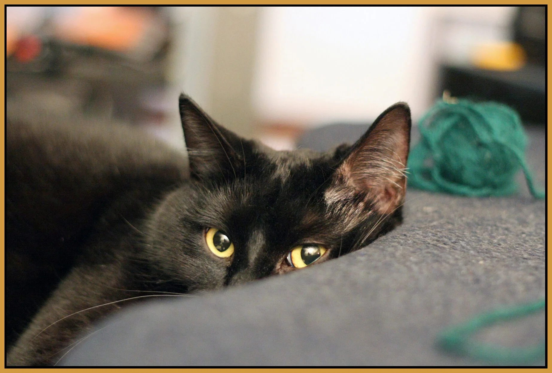 CC_3200 ISO_1610_4x6s.jpg