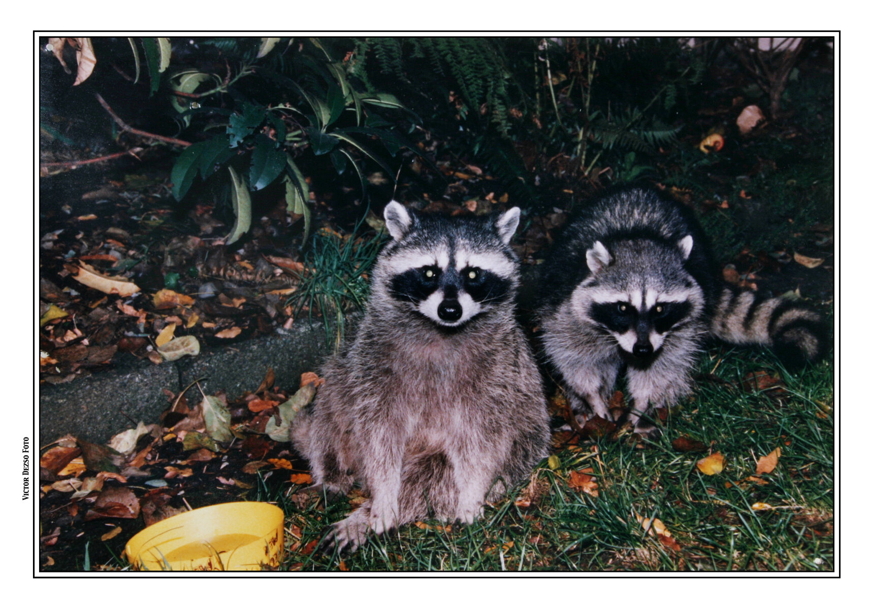 Templeton Raccoons_4503_4x6s.jpg