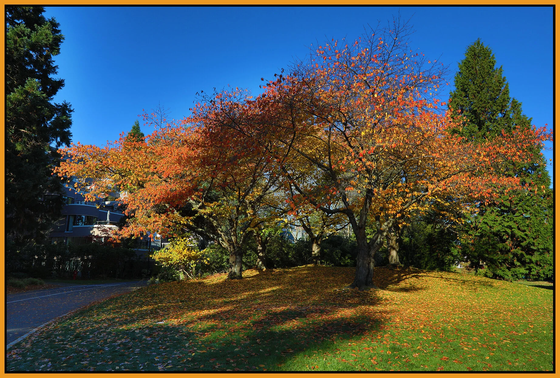 Granville Island Fall Trees_Nov 7_2020_HDR_4G3360_4x6s.jpg