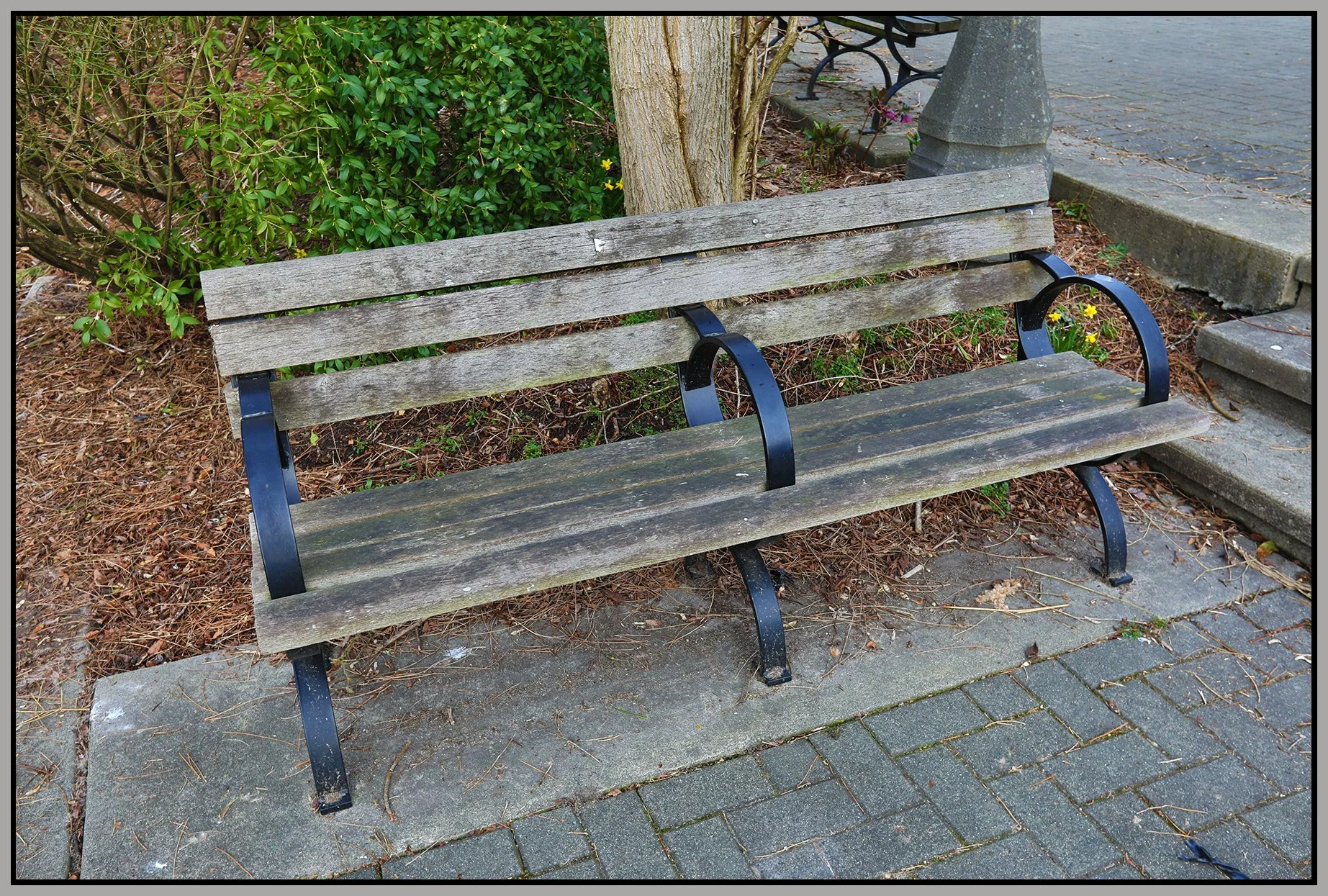 Bench in Stanley Pk_Mar 24_2019_HDR_E8166_4x6s.jpg