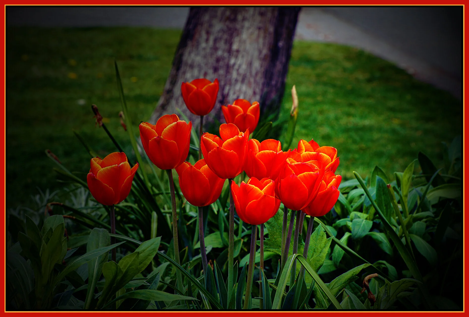 Flowers Tulips_Apr 29_2021_HDR_4G8032_pePopDrkn_4x6s.jpg