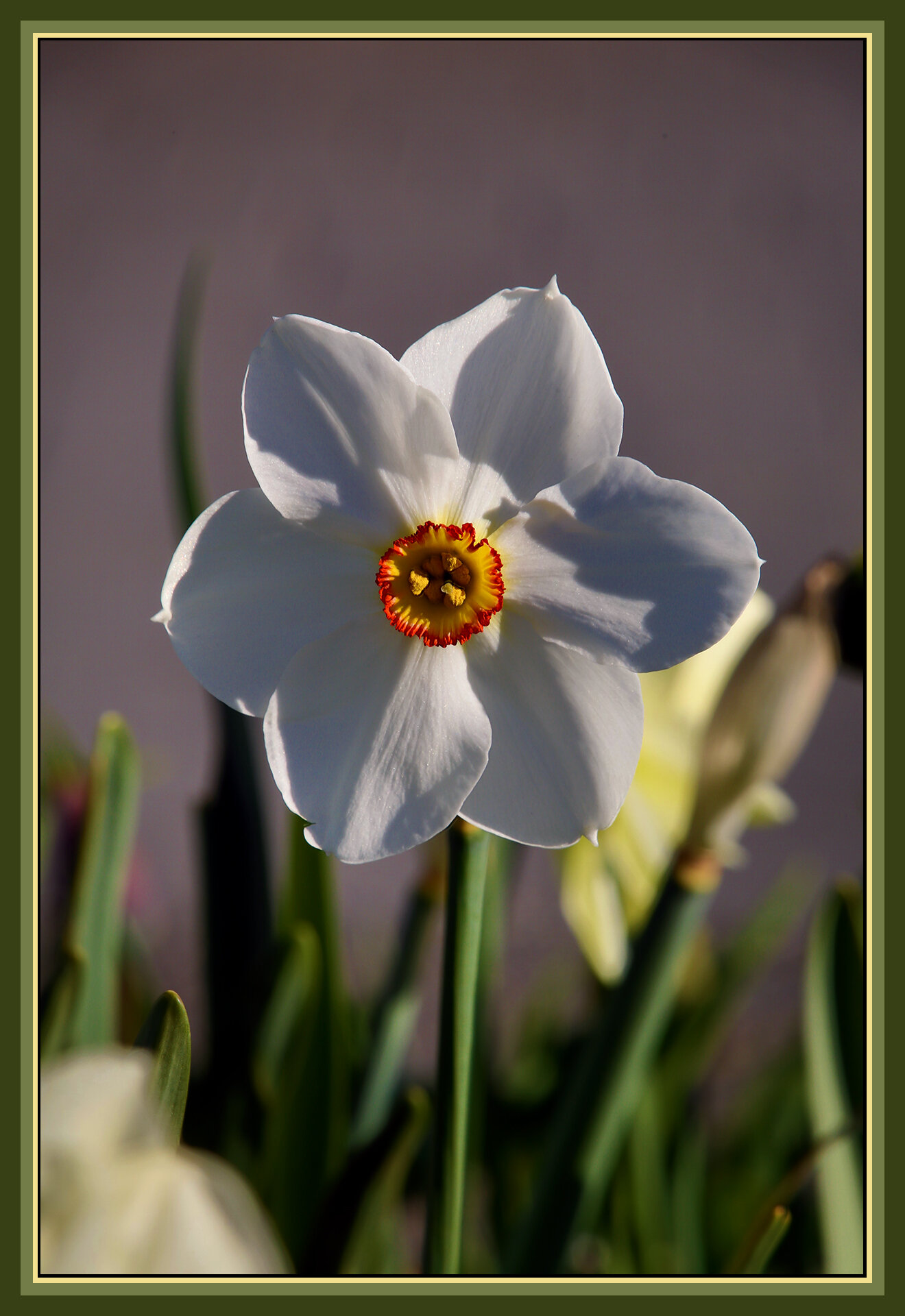Flowers_Apr 13_2020_HDR_B1830_4x6_1s.jpg