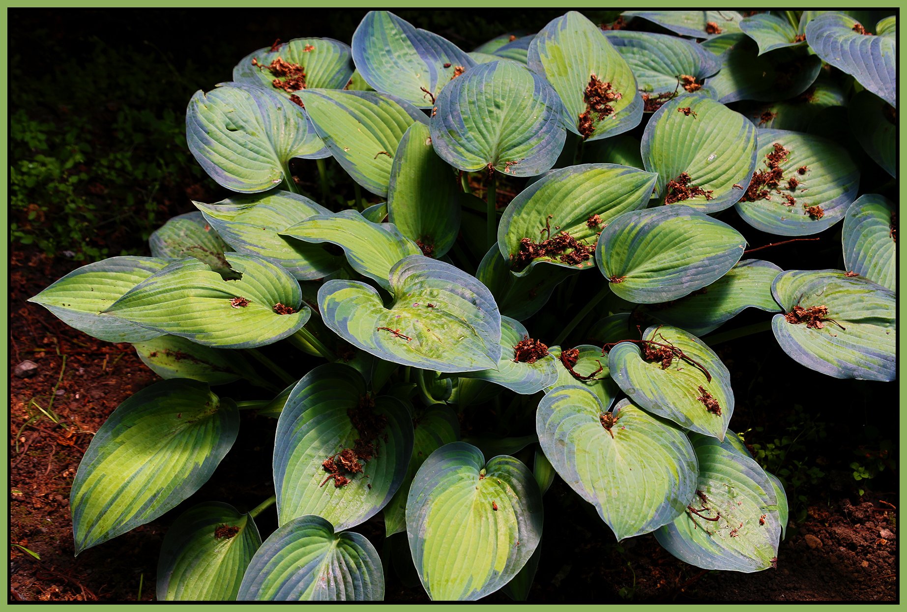 Flowers Hosta_New West_Jun 18_2019_HDR_A6569_4x6s.jpg