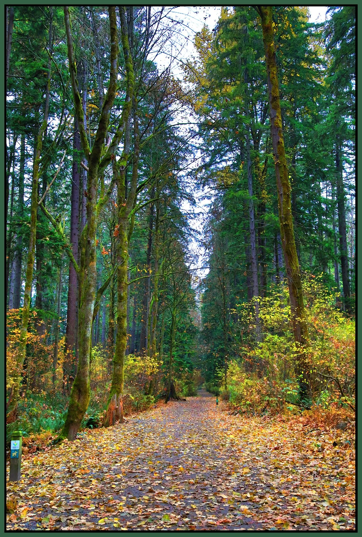 Poco Trees_Nov 20_2022_HDR_4H4778_peUnderWaterRer_V_4x6s.jpg