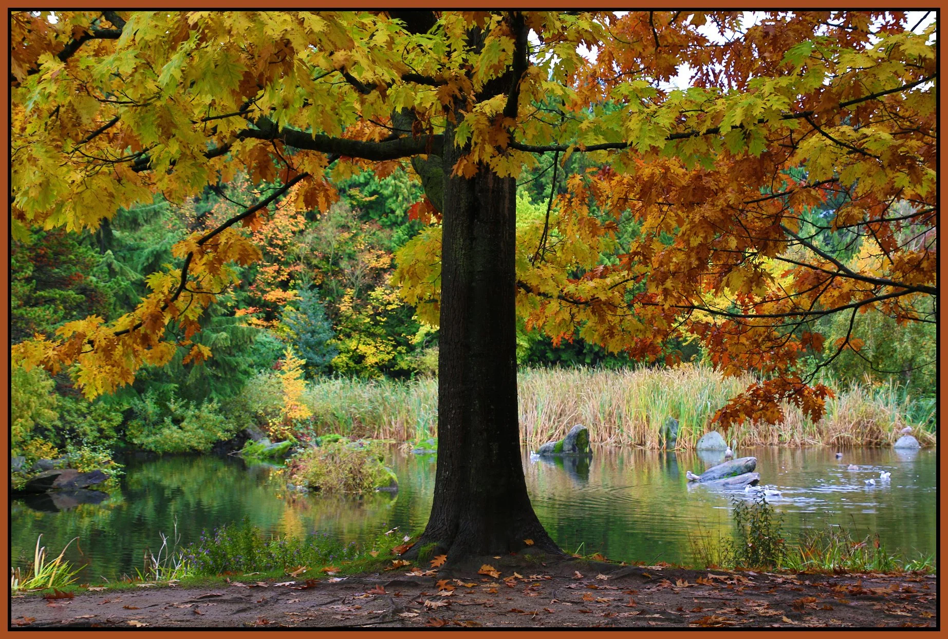 Charleson Pk Trees_Oct 20_2016_HDR_L1602_4x6s.jpg