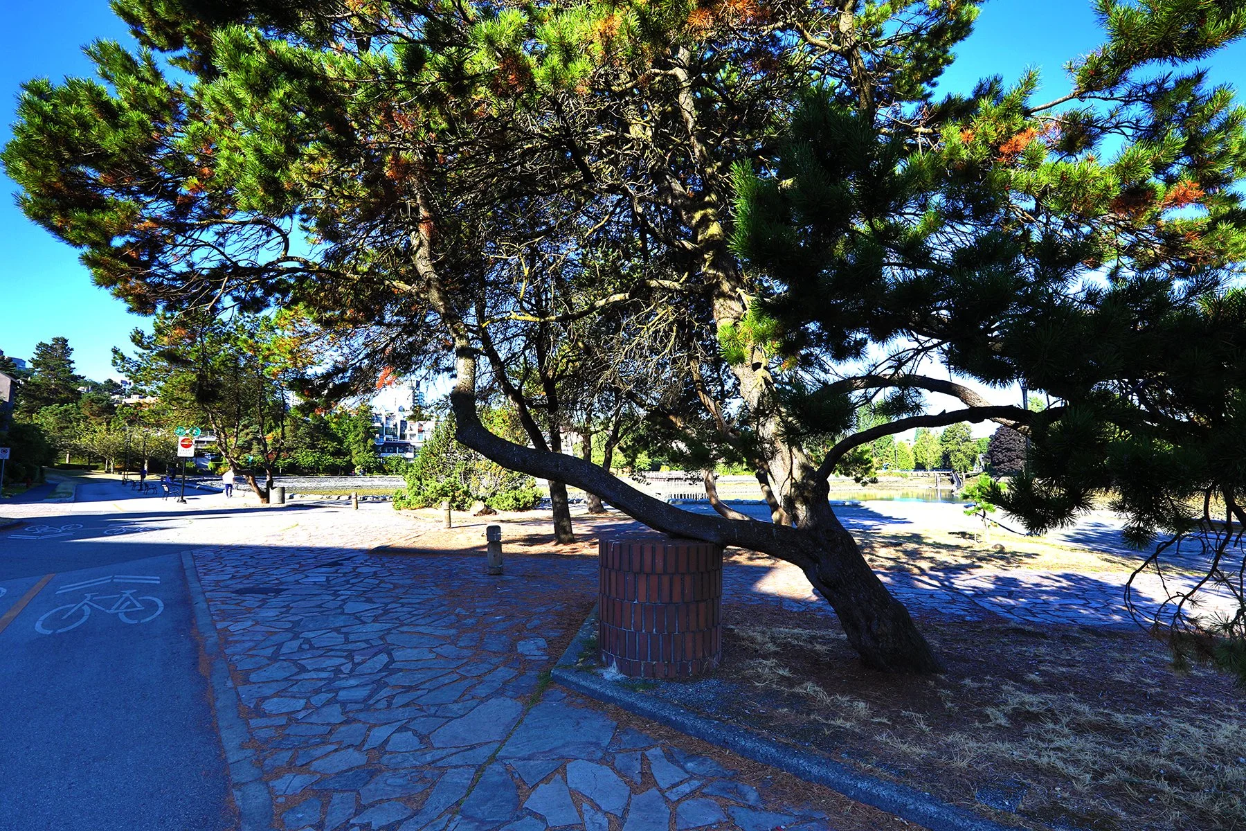 False Ck Tree_Sep 7_2022_HDR_5B7375_4x6.jpg