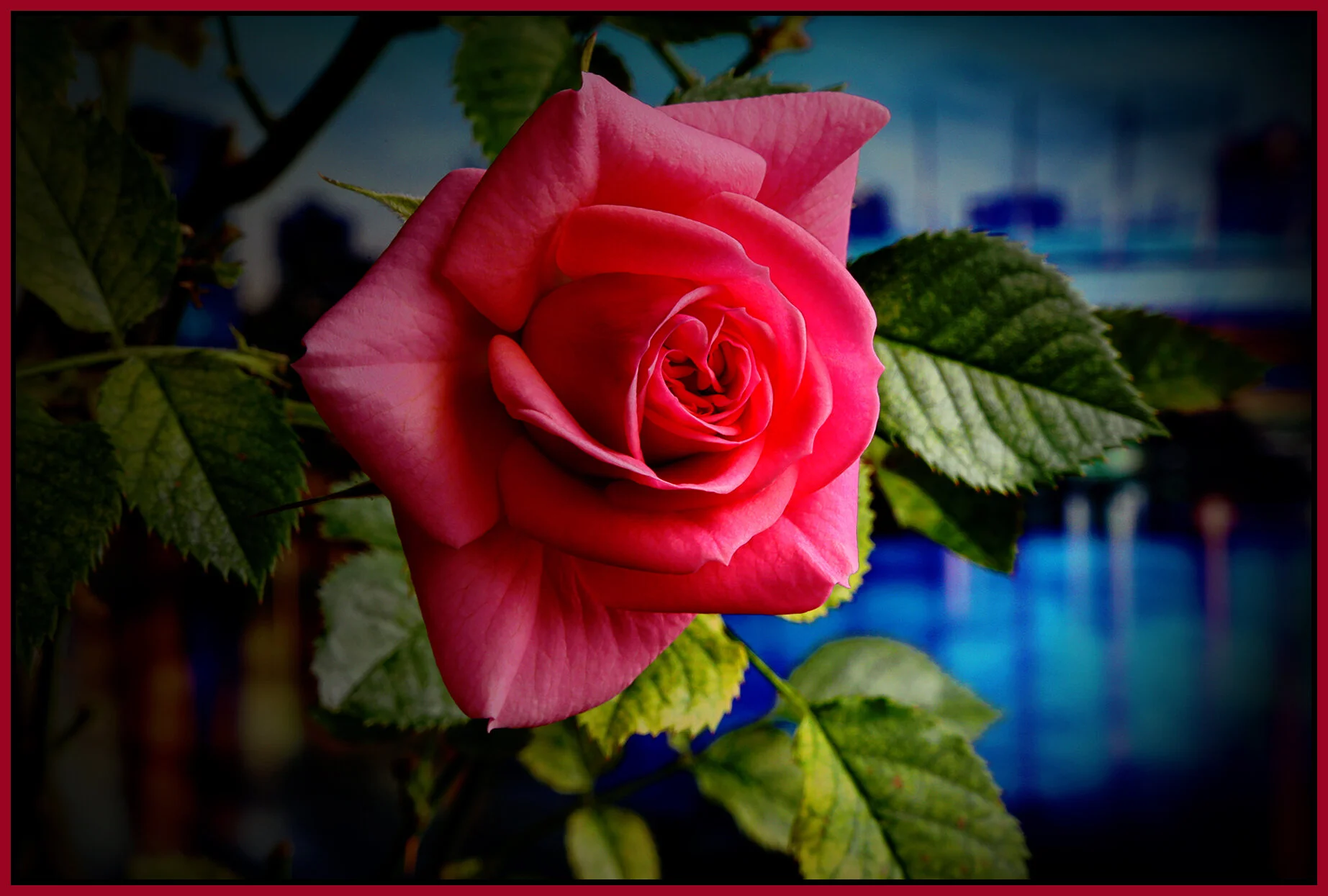 Flowers Rose_Apr 29_2021_HDR_4G8016_pePopDrkn_4x6s.jpg