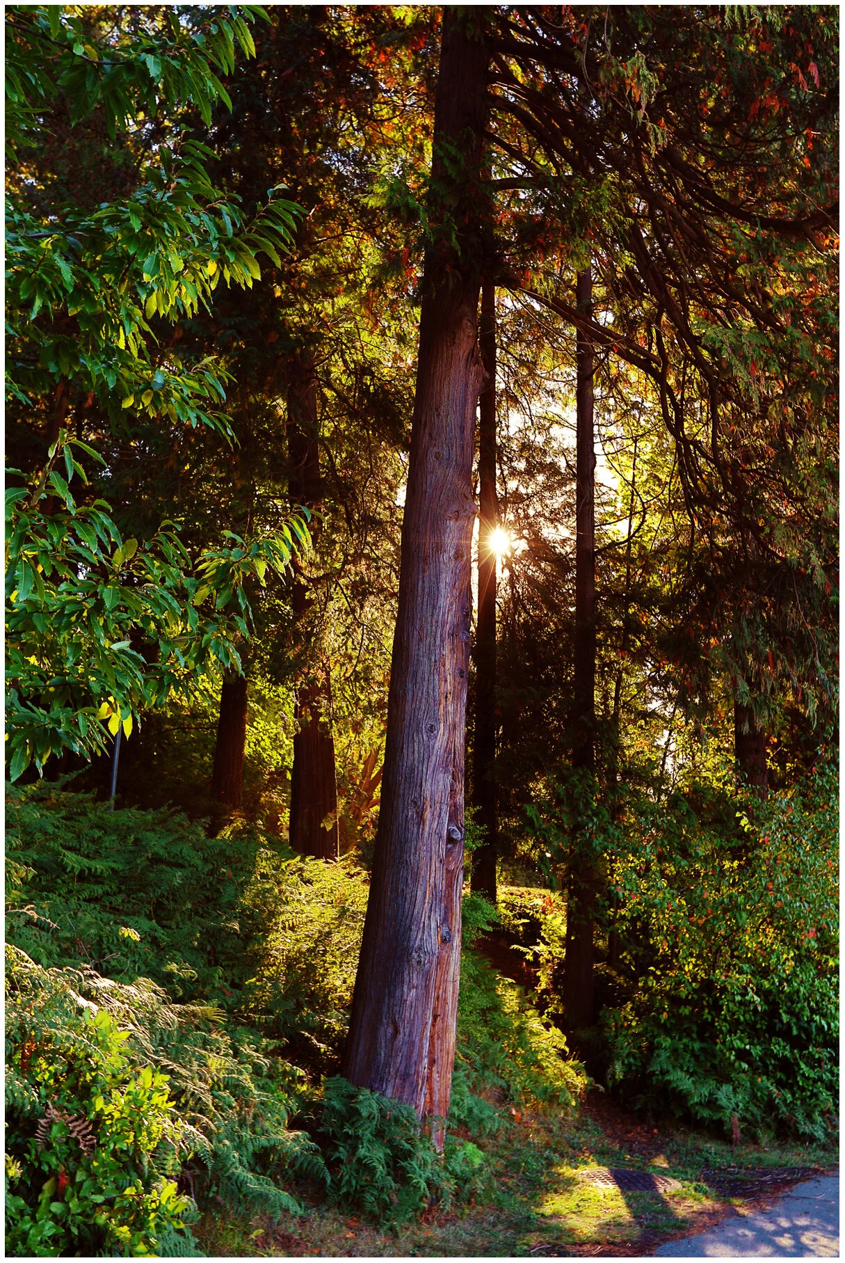 Stanley Pk Trees_Oct 3_2017_HDR_B8174_peEnhncSunset_4x6s.jpg
